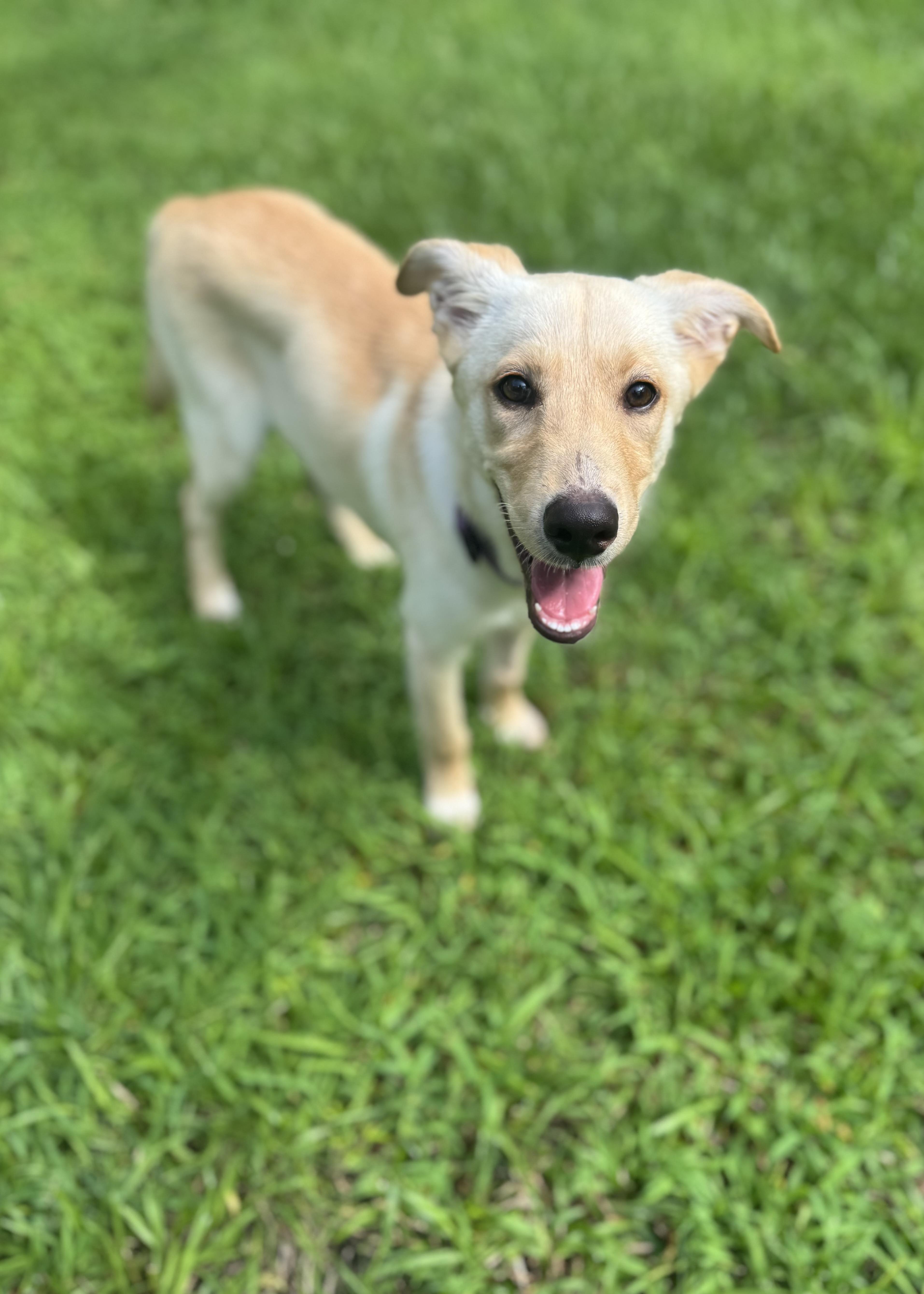 Harper, adopted, Puppy Female Labrador Retriever & Husky.