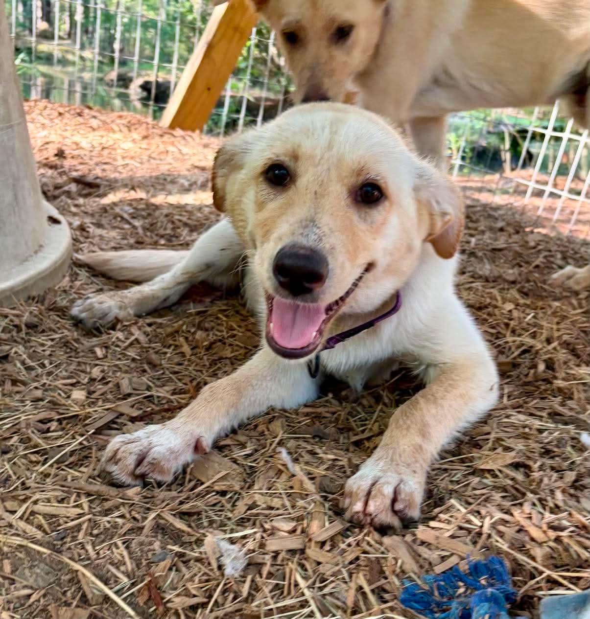 Harper, an adopted mixed breed in Wando, SC image 2/6