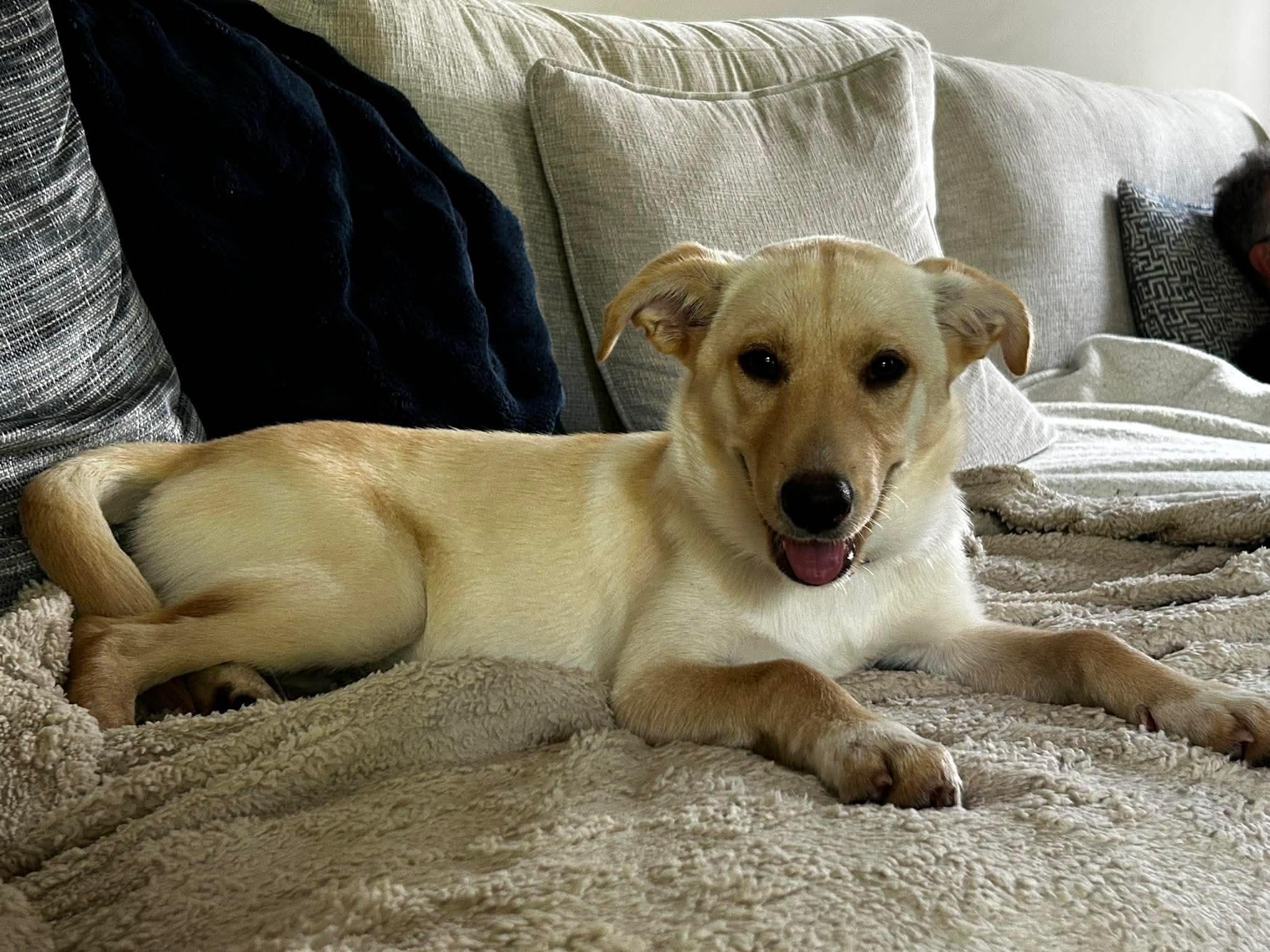 Harper, an adopted mixed breed in Wando, SC image 4/6