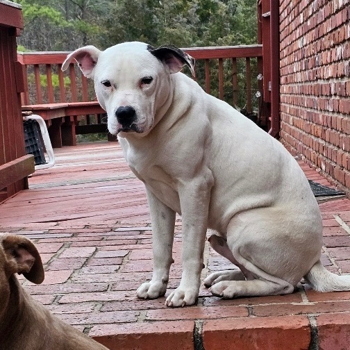 Enlarge Double Stuff, a Adopted mixed breed in Winnsboro, SC image 4/5