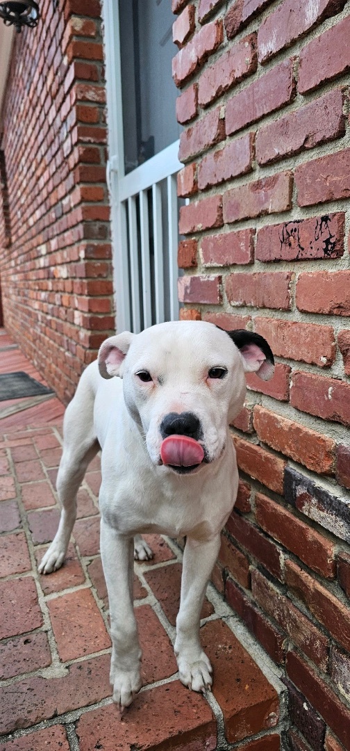 Enlarge Double Stuff, a Adopted mixed breed in Winnsboro, SC image 5/5