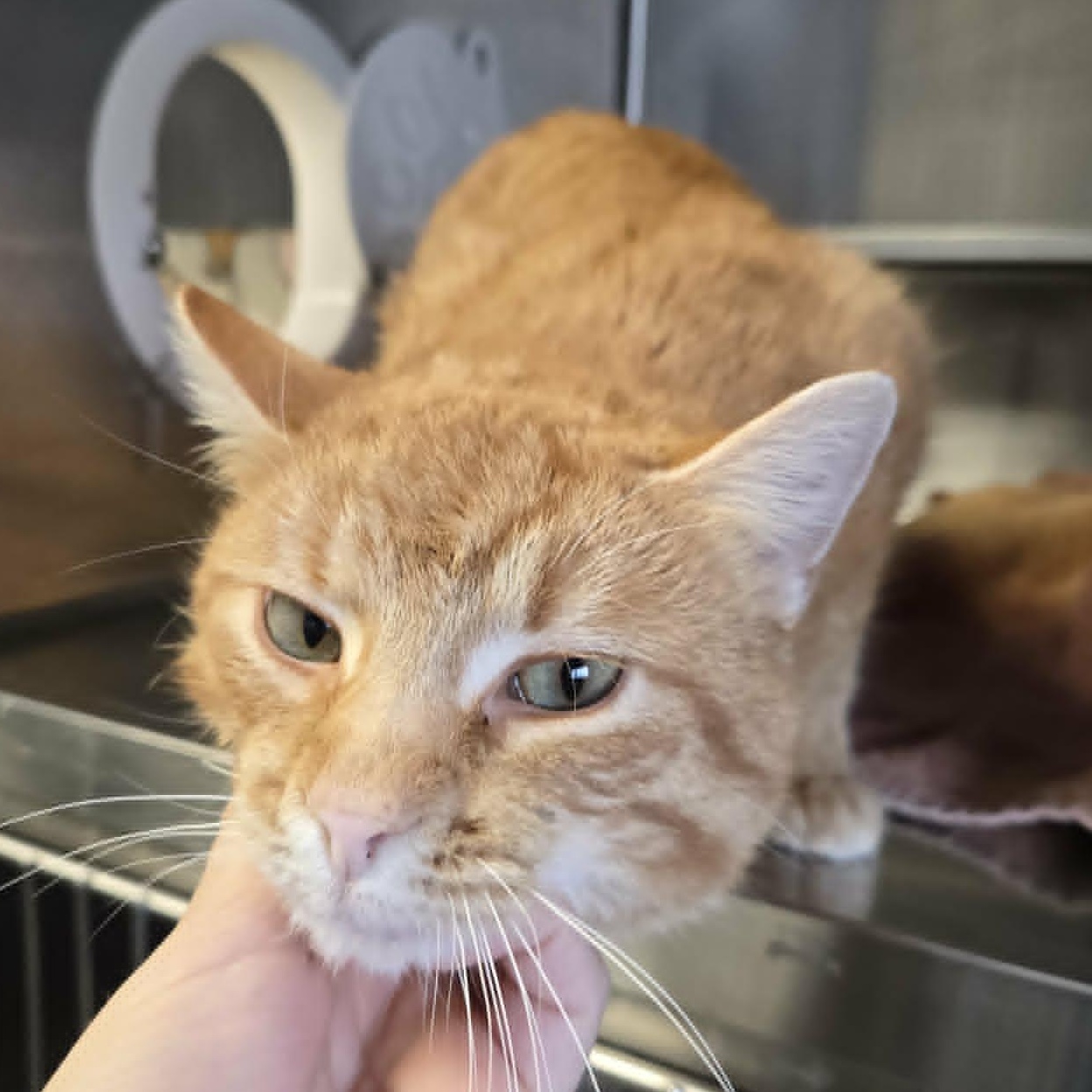 Greg, a ADOPTABLE Domestic Short Hair in Watertown, WI image 2/2