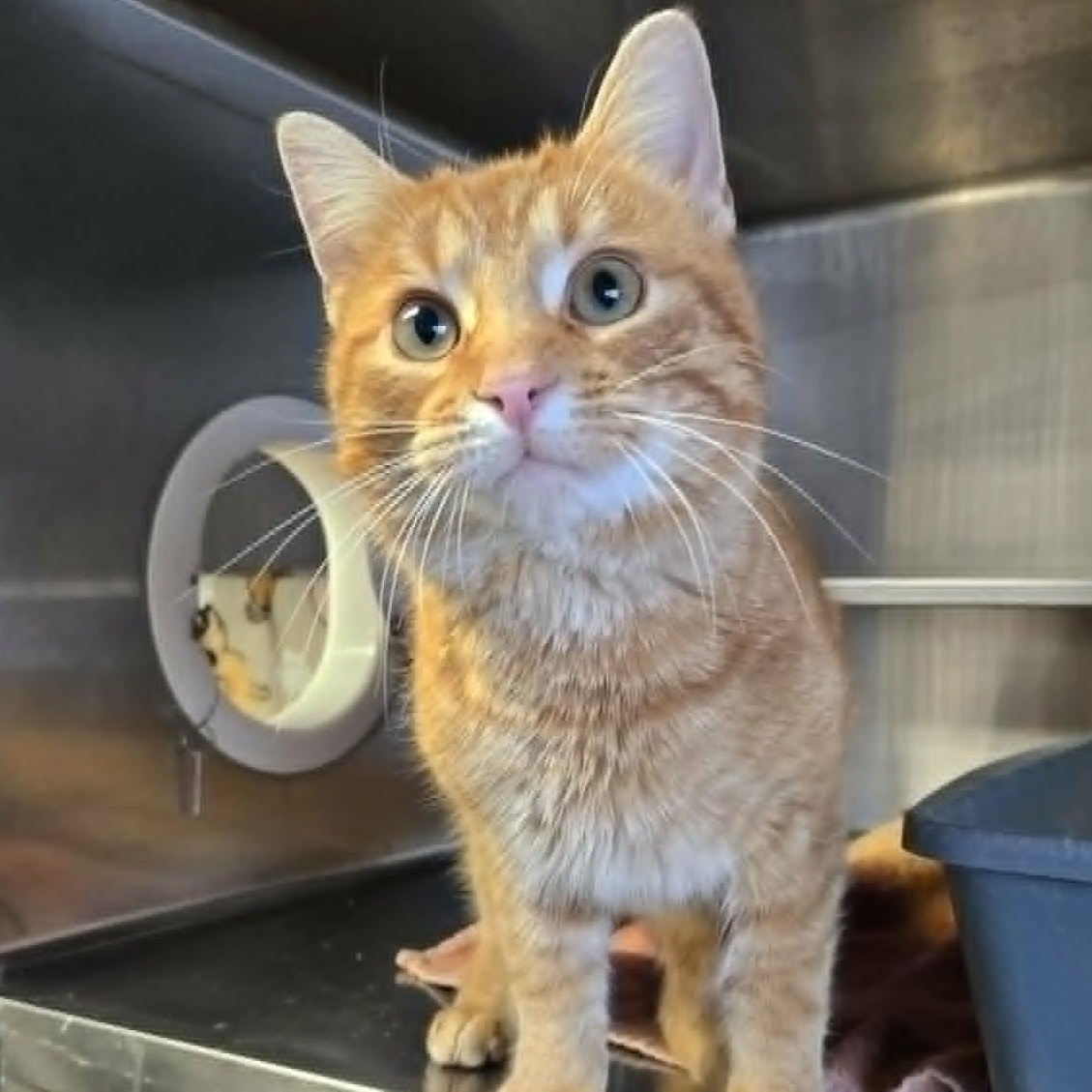 Greg, a ADOPTABLE Domestic Short Hair in Watertown, WI image 1/2