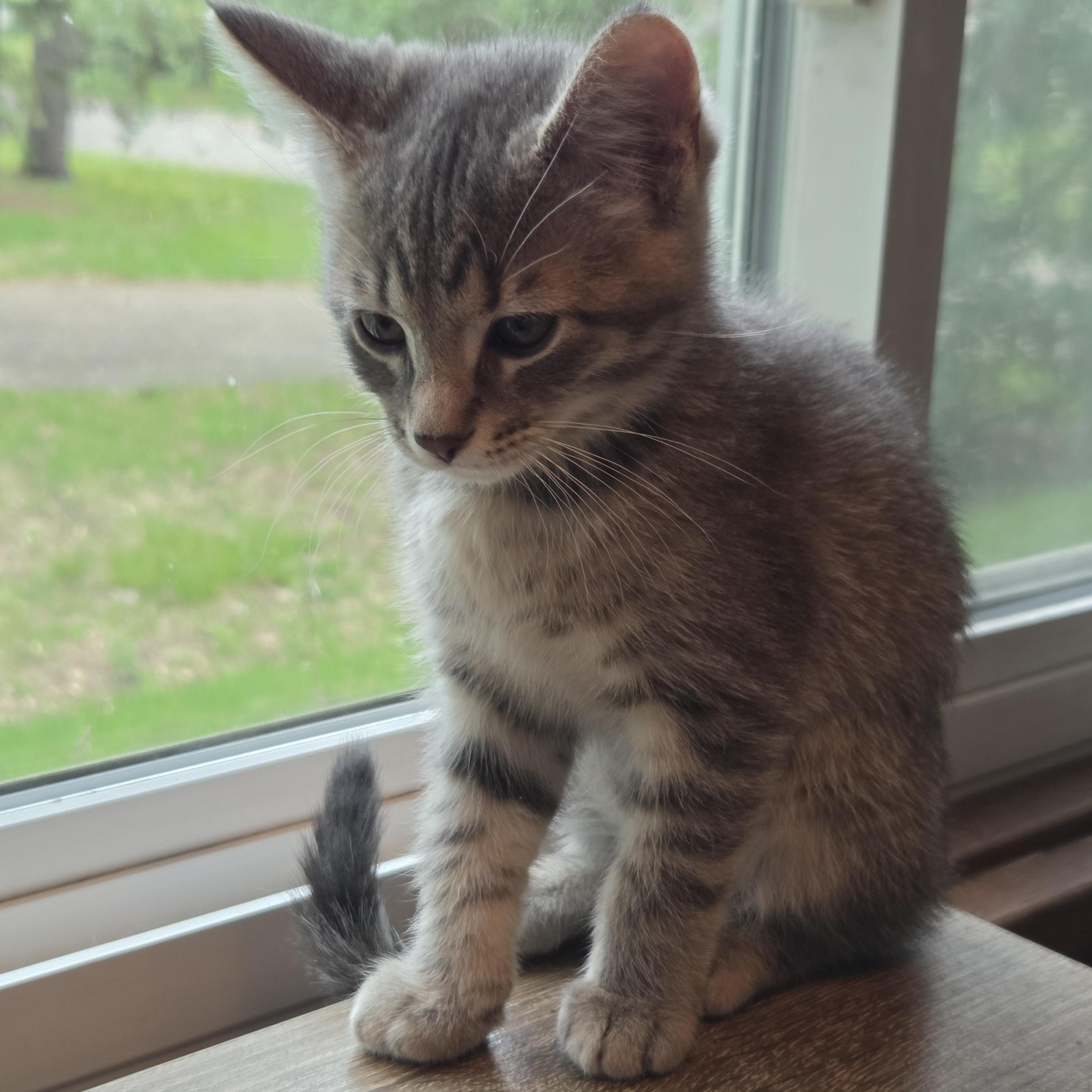 Enlarge Grady, a Adoptable Tabby in Minneapolis, MN image 3/5