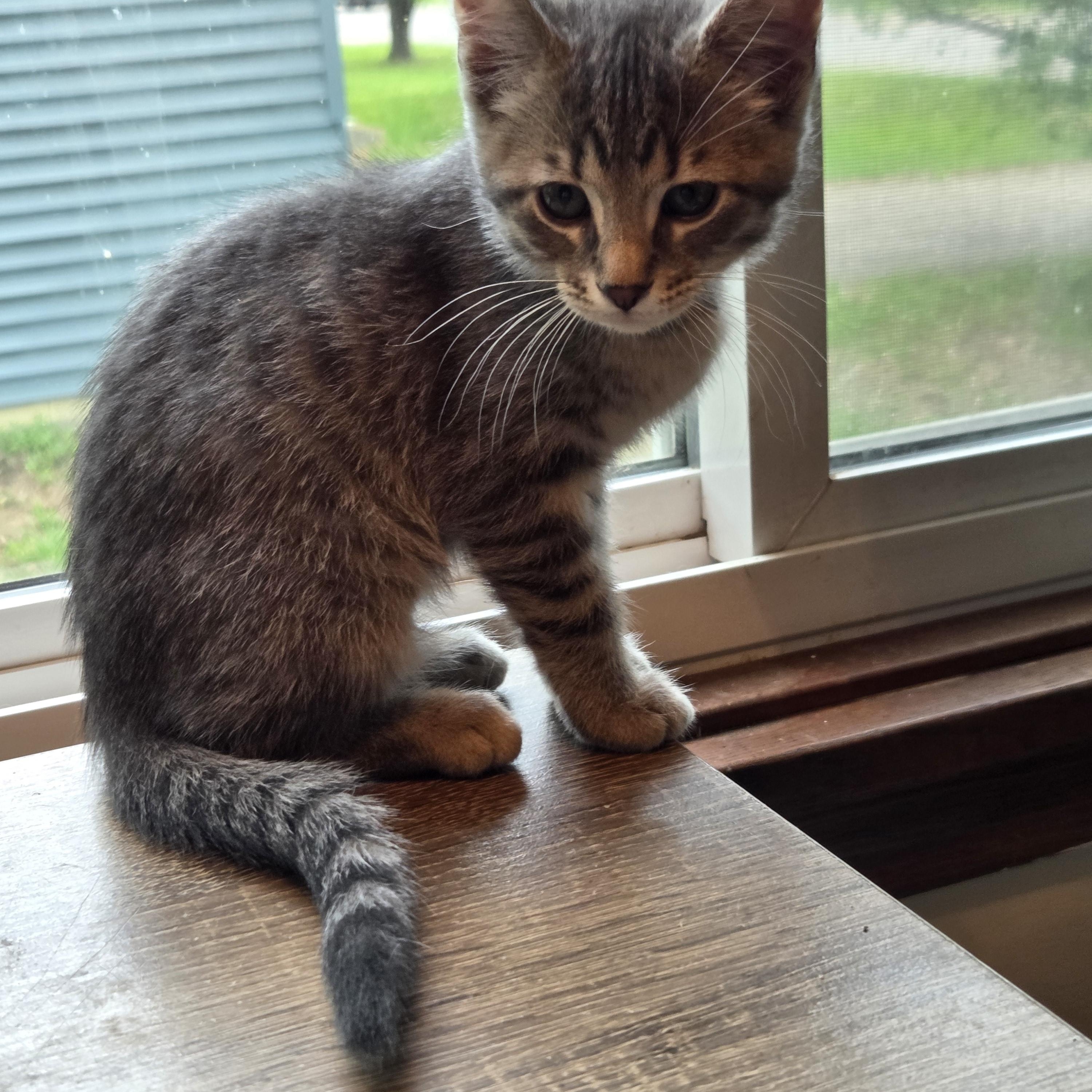 Enlarge Grady, a Adoptable Tabby in Minneapolis, MN image 2/5