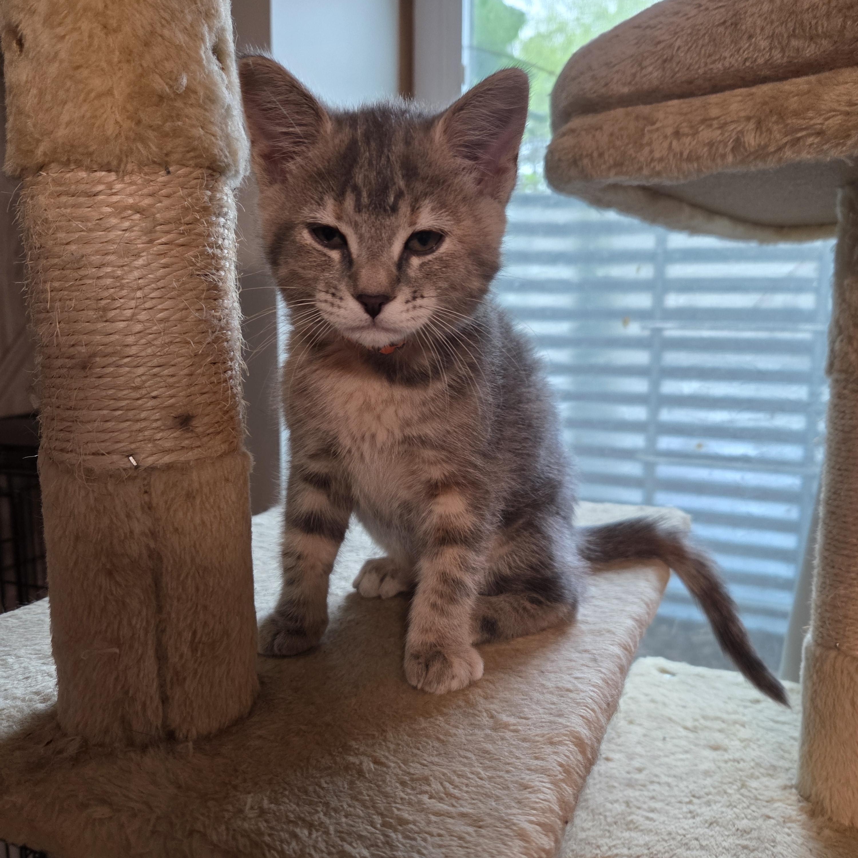 Enlarge Grady, a Adoptable Tabby in Minneapolis, MN image 1/5