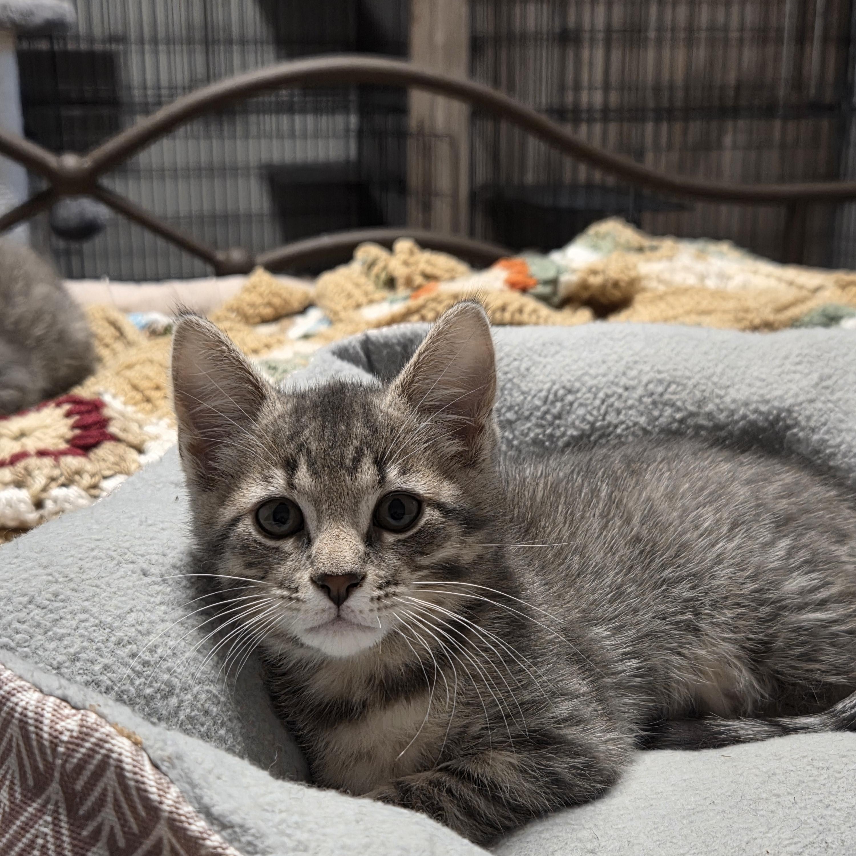 Enlarge Grady, a Adoptable Tabby in Minneapolis, MN image 5/5
