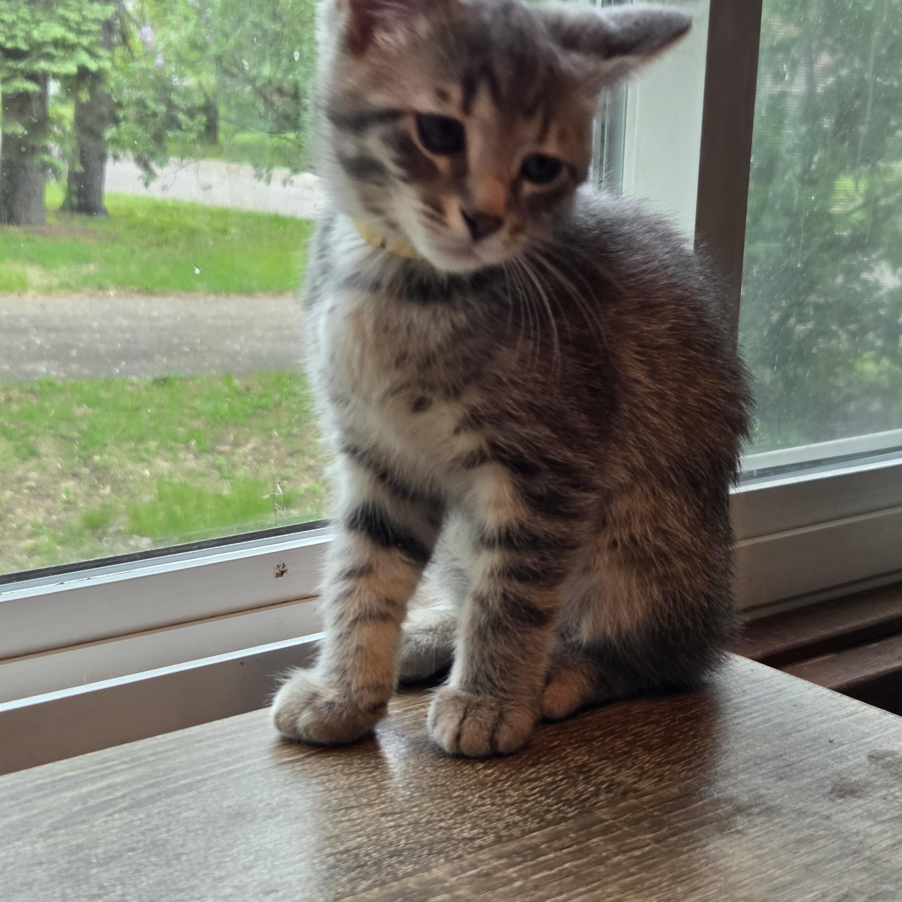Enlarge Grady, a Adoptable Tabby in Minneapolis, MN image 4/5