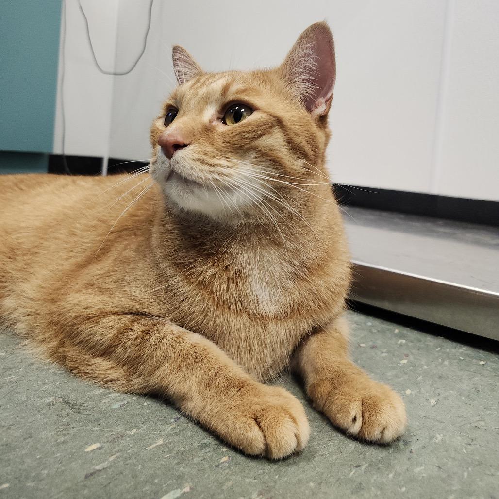 Garfield, Adoptable, Senior Male Domestic Short Hair.