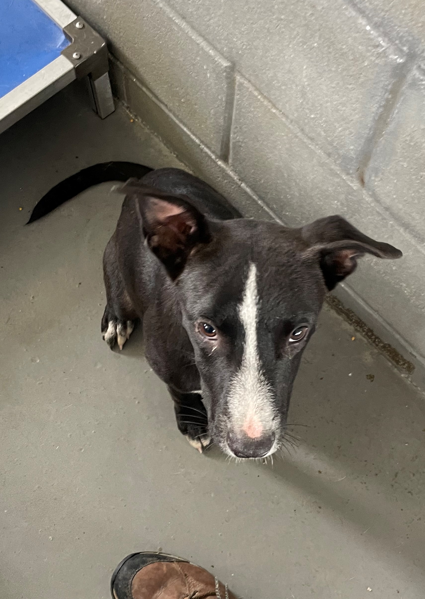 Dog for adoption Bones, a Border Collie Mix in Edna, TX Petfinder