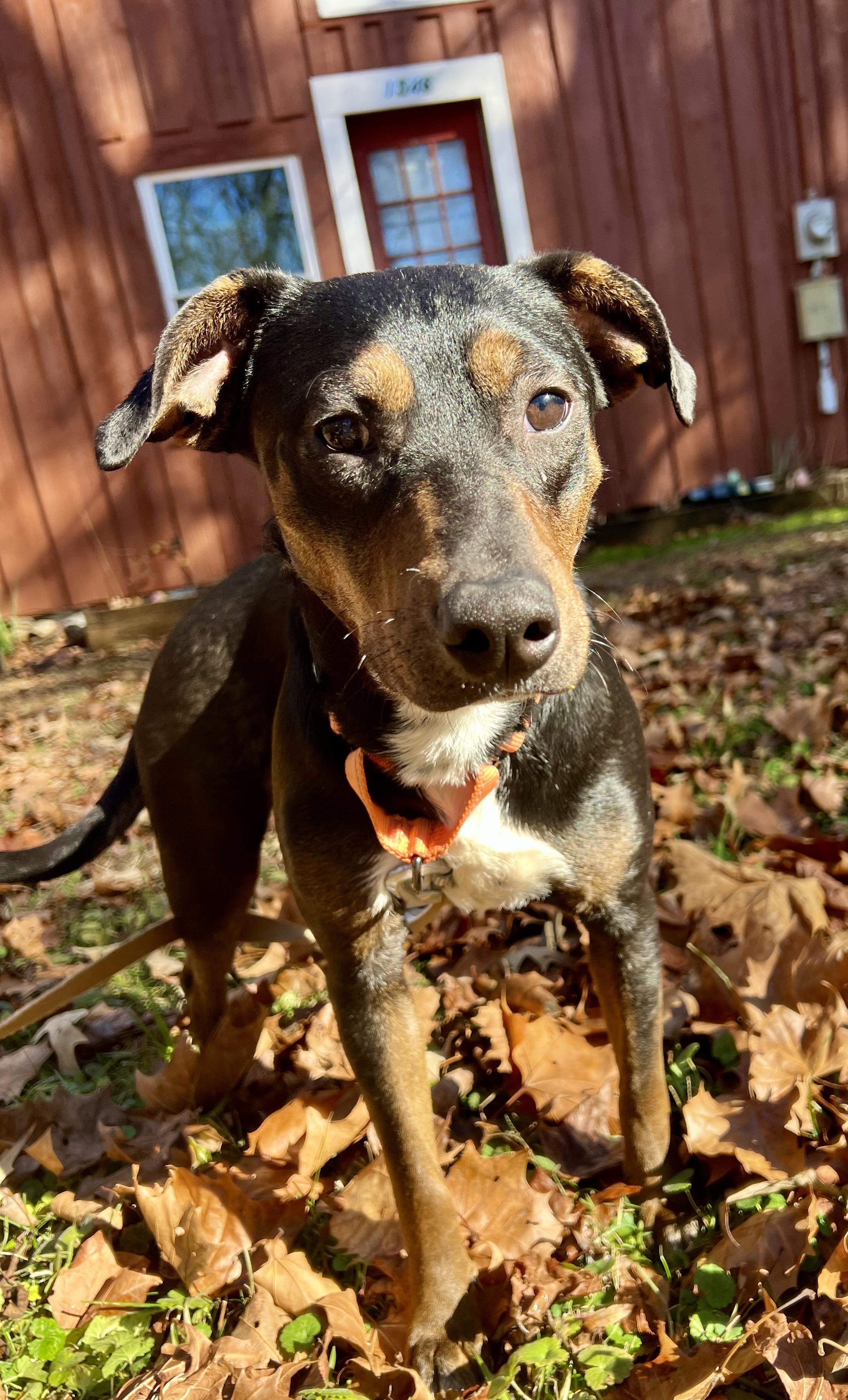 Enlarge Calypso, a ADOPTABLE mixed breed in Pittsboro, NC image 4/4