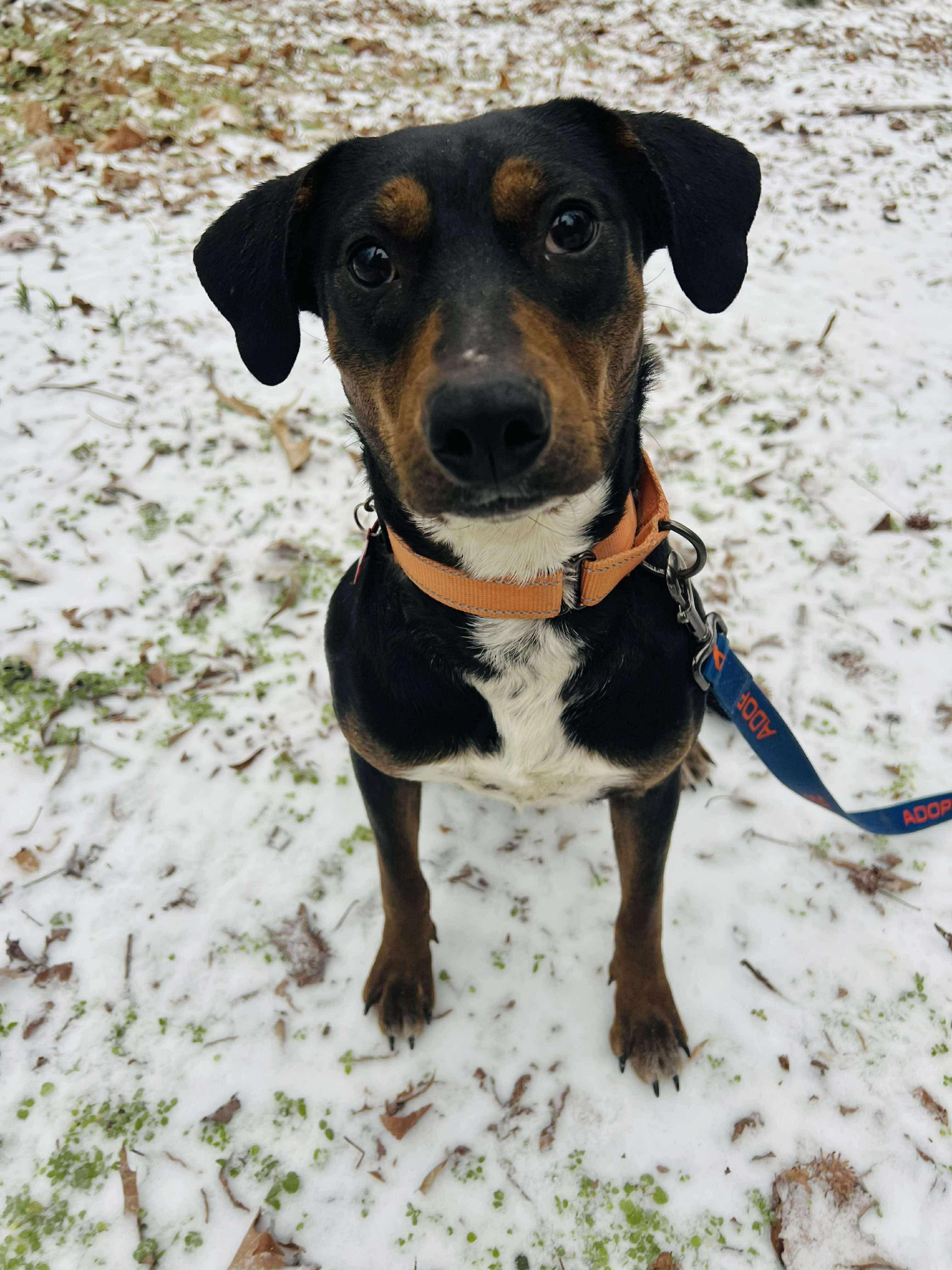 Enlarge Calypso, a ADOPTABLE mixed breed in Pittsboro, NC image 2/3