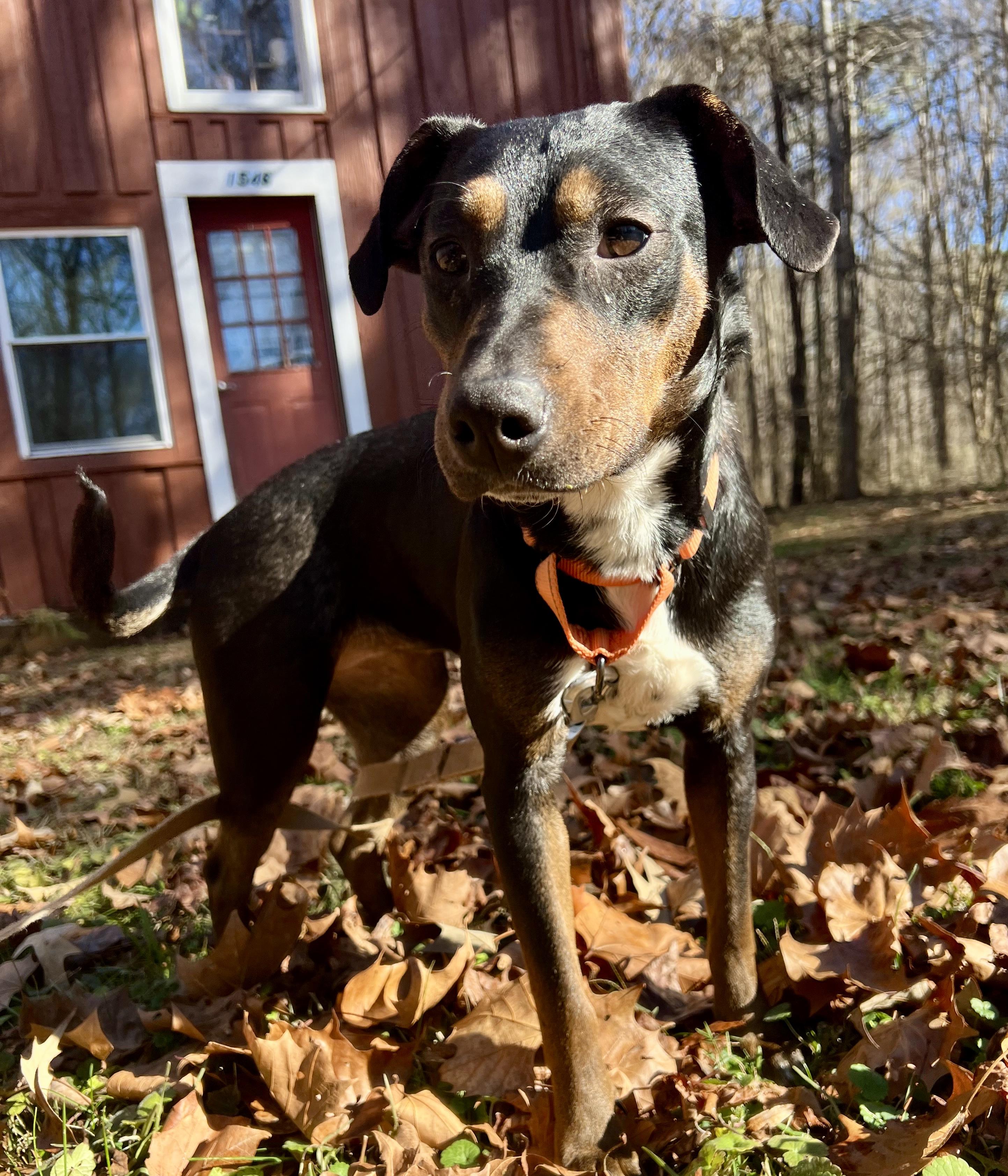 Enlarge Calypso, a ADOPTABLE mixed breed in Pittsboro, NC image 1/4