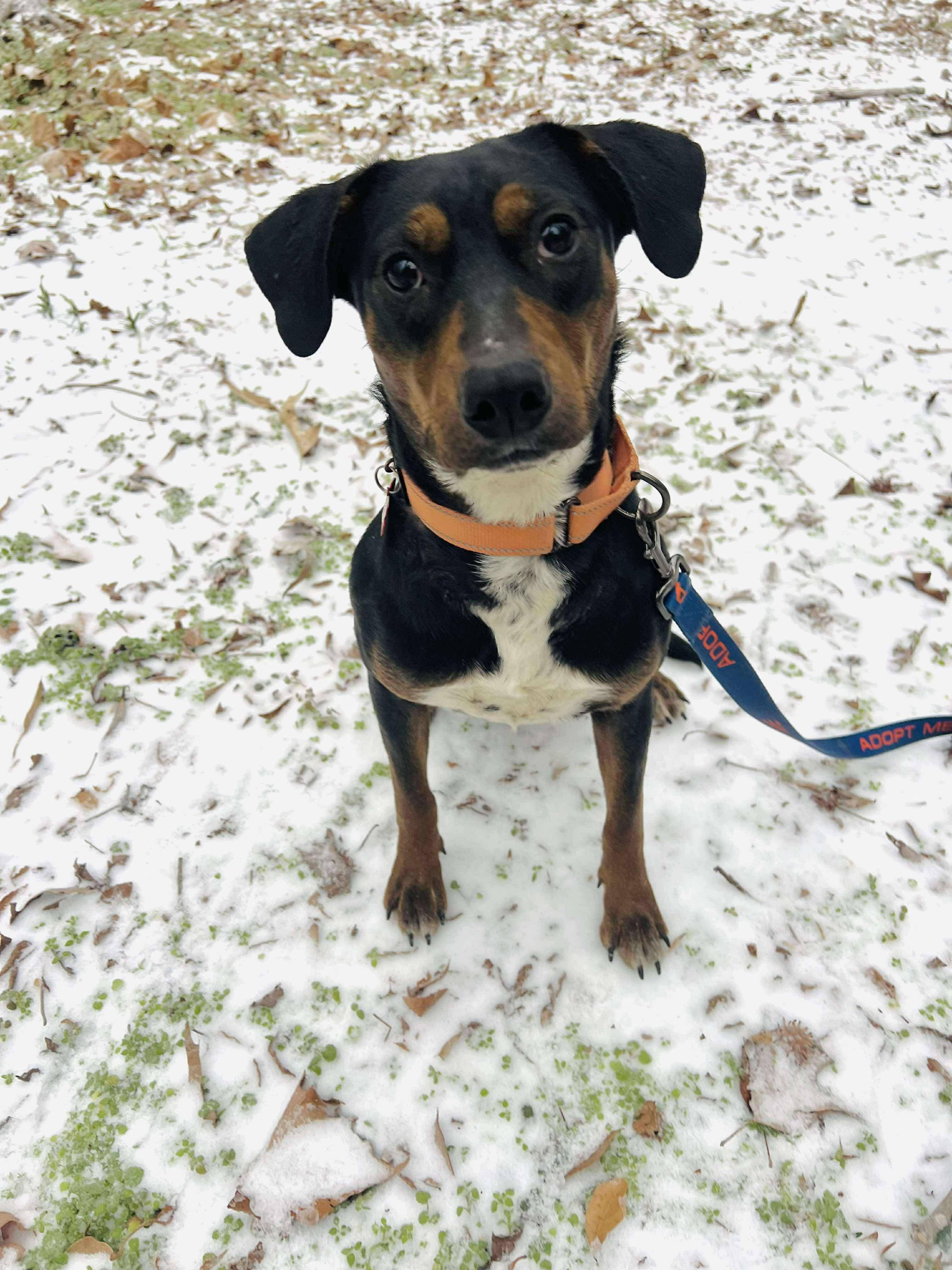 Calypso, ADOPTABLE, Young Female Australian Cattle Dog / Blue Heeler & Beagle.