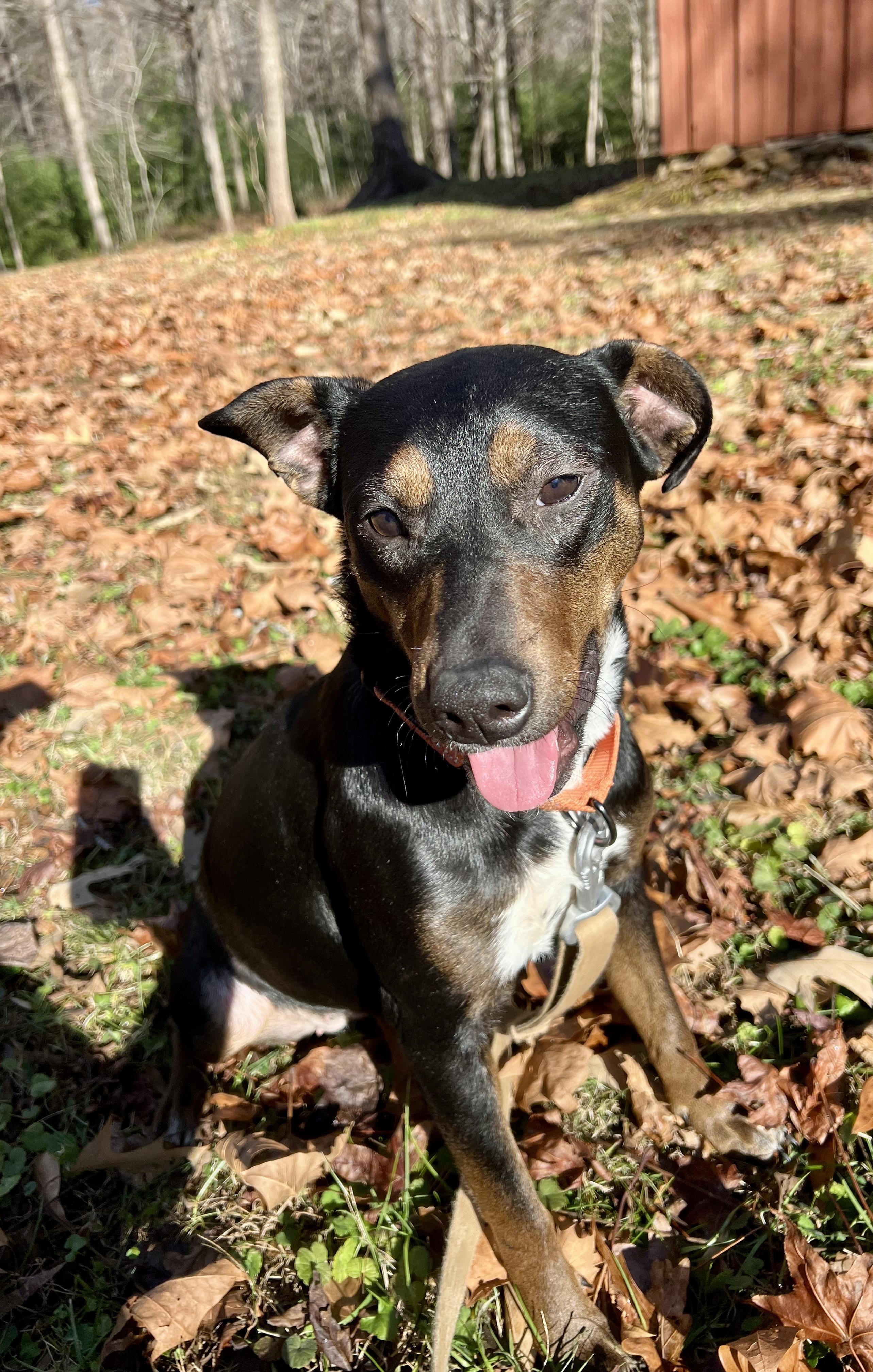 Enlarge Calypso, a ADOPTABLE mixed breed in Pittsboro, NC image 2/4