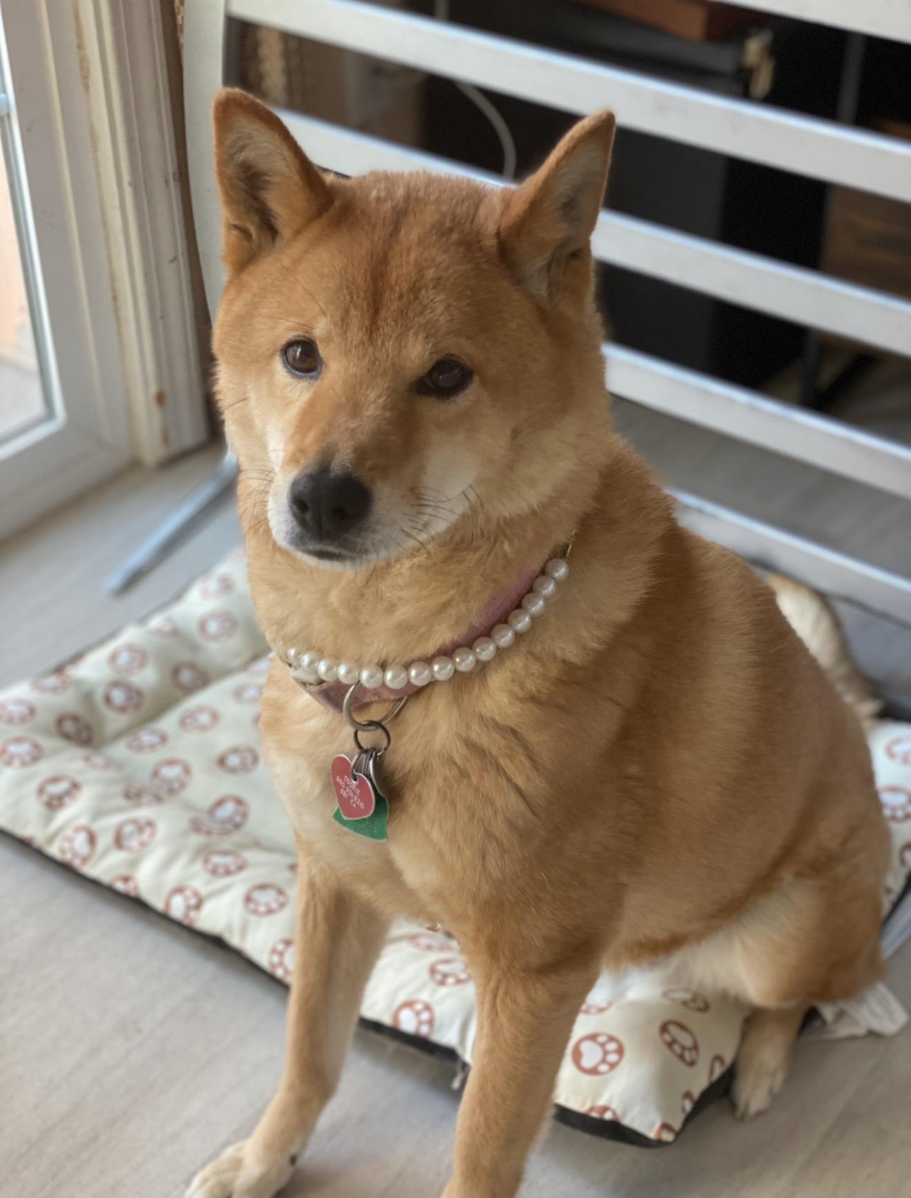 Cookie, ADOPTABLE, Senior Female Jindo.