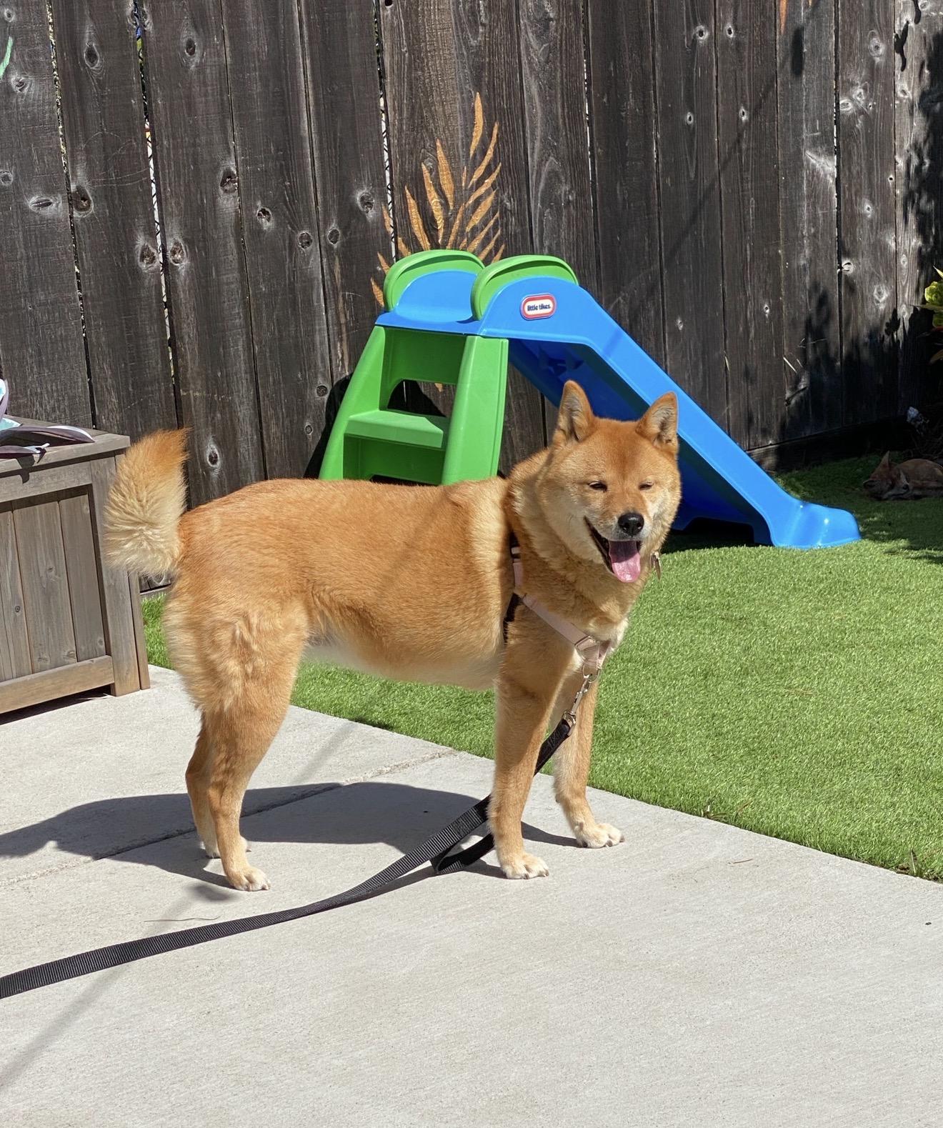 Enlarge Cookie, a ADOPTABLE Jindo in South San Francisco, CA image 3/3