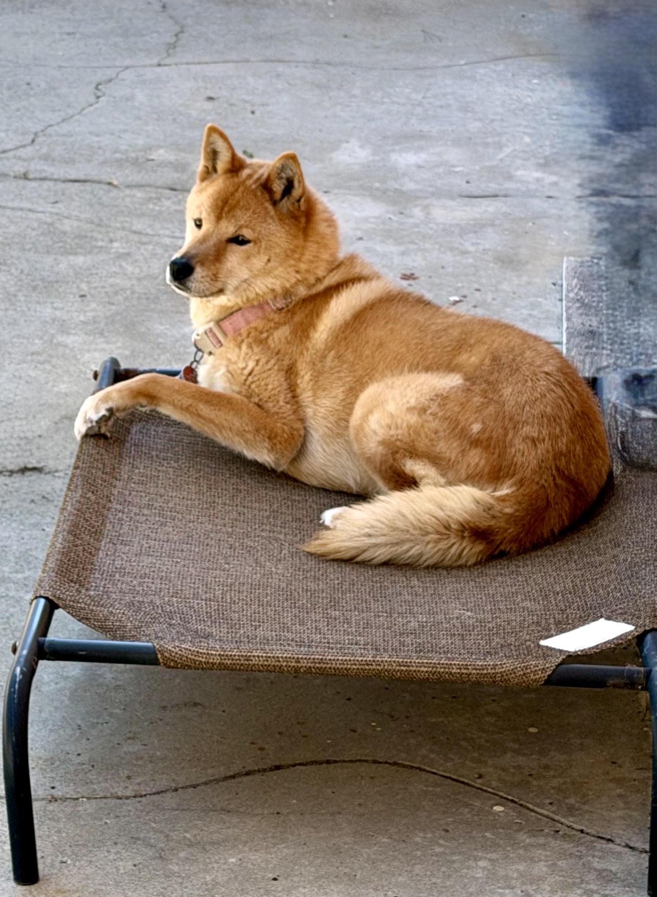 Enlarge Cookie, a ADOPTABLE Jindo in South San Francisco, CA image 2/3