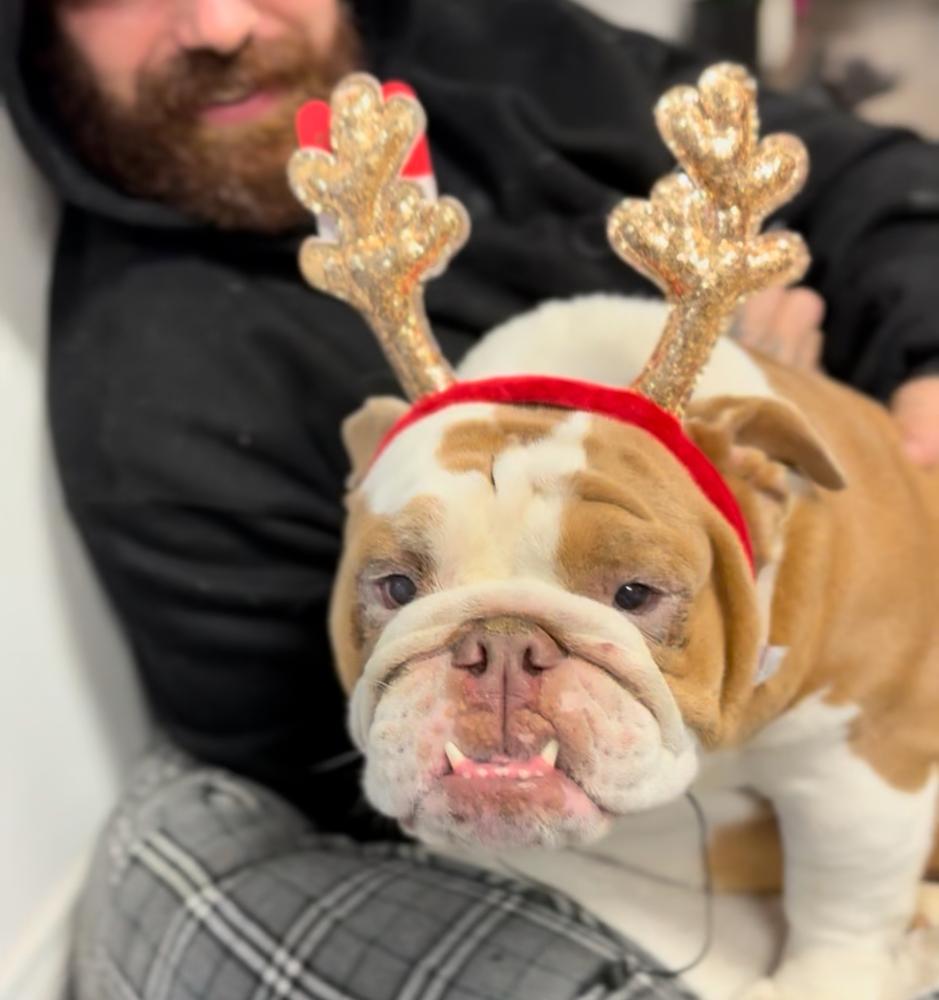 Enlarge Sassy, a Adopted English Bulldog in ventura, CA image 1/1