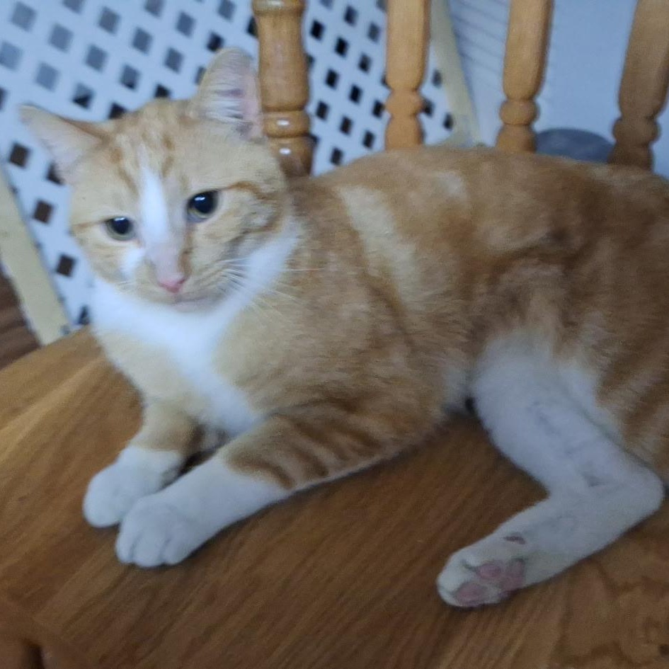 Enlarge Copper, a ADOPTABLE Domestic Short Hair in Pocatello, ID image 3/3