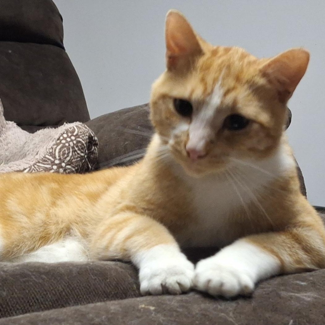 Enlarge Copper, a ADOPTABLE Domestic Short Hair in Pocatello, ID image 1/3