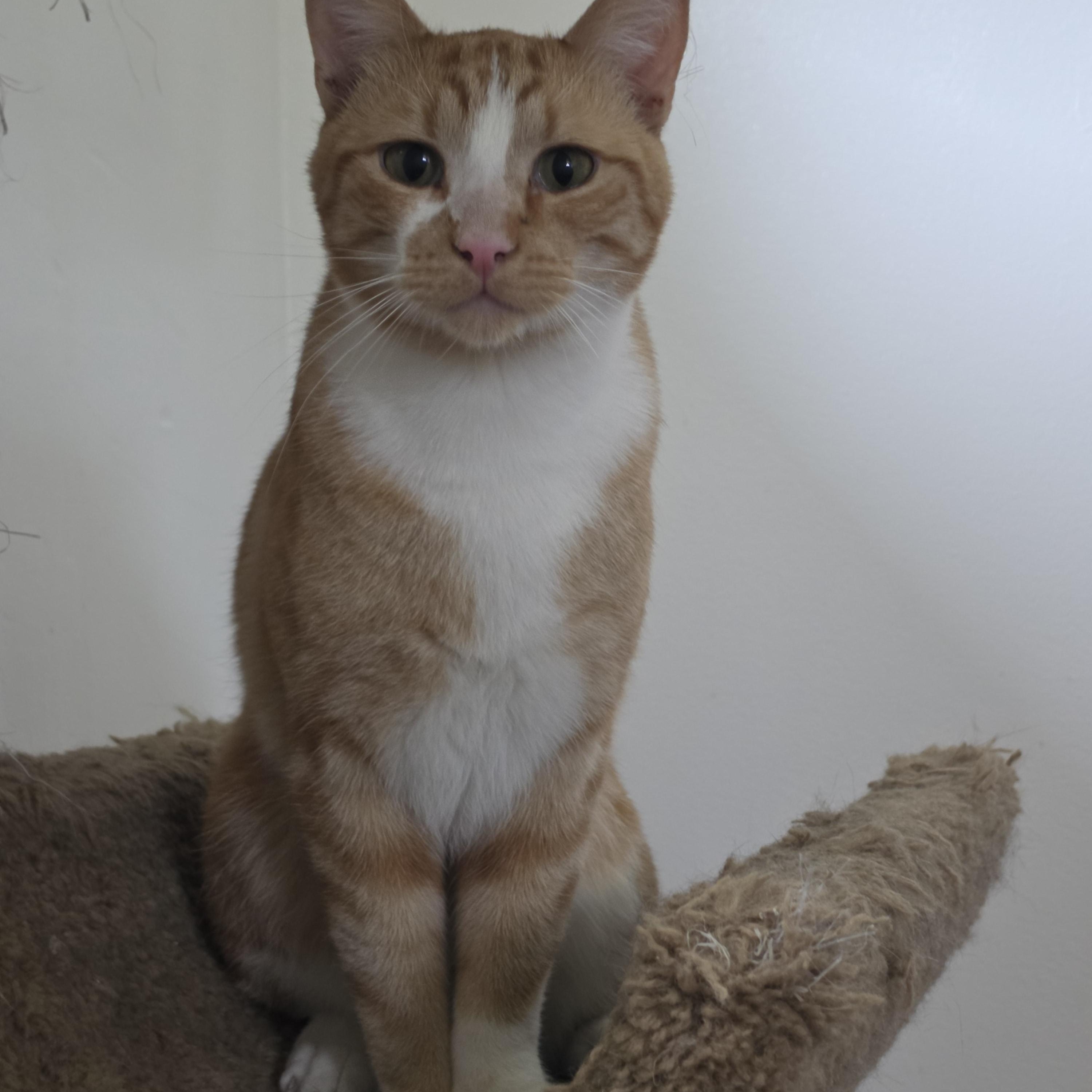 Copper, ADOPTABLE, Young Male Domestic Short Hair.
