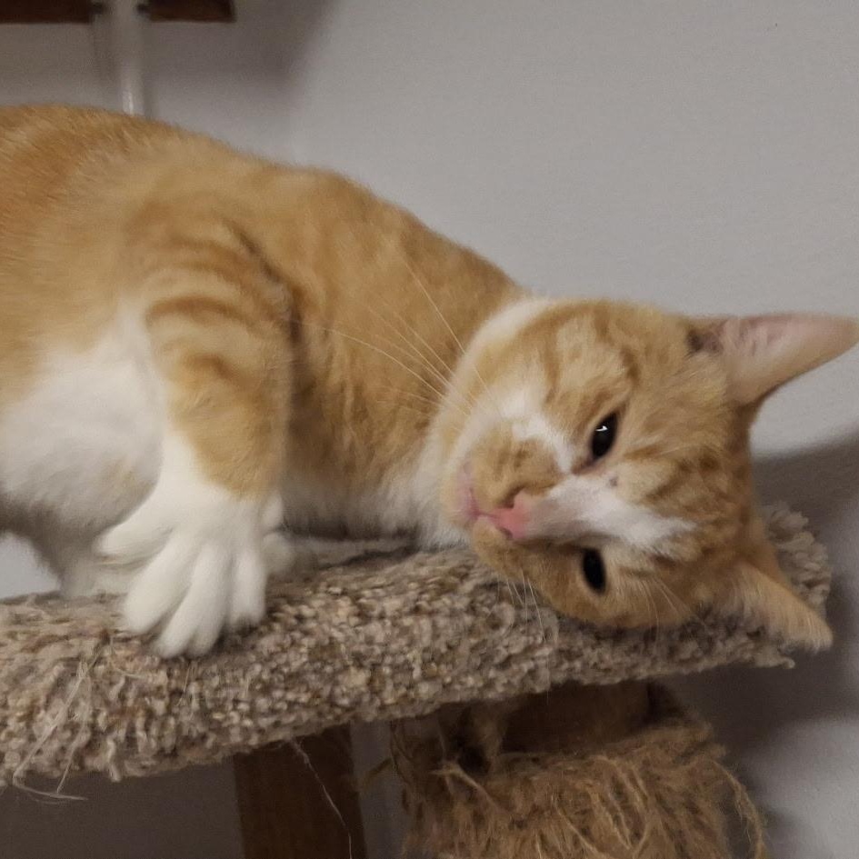 Enlarge Copper, a ADOPTABLE Domestic Short Hair in Pocatello, ID image 2/3