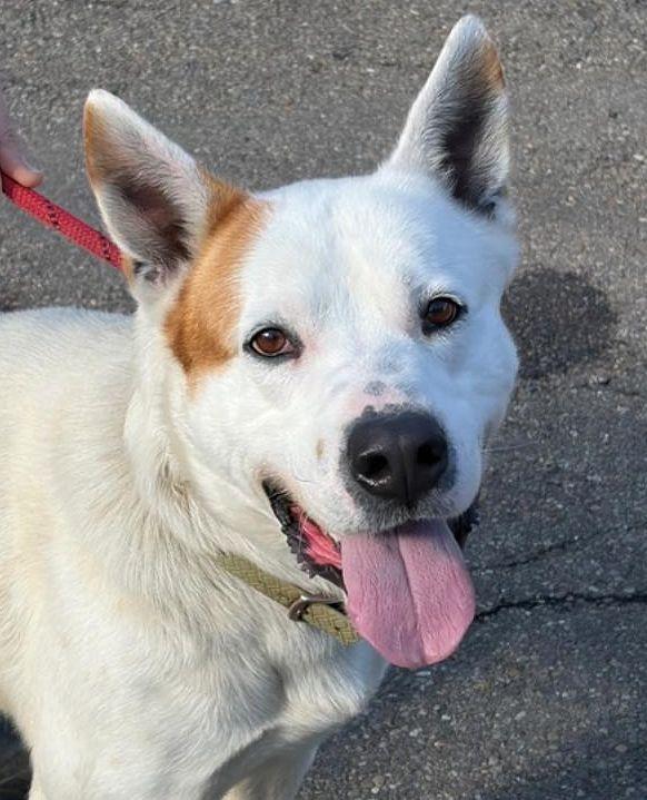 Loki, ADOPTABLE, Adult Male Husky.