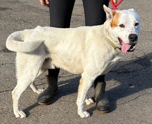 Loki, a ADOPTABLE mixed breed in Millfield, OH image 4/5