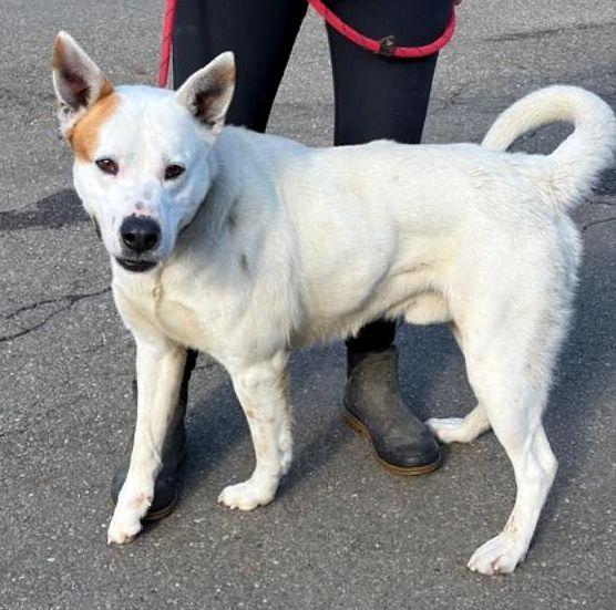 Loki, a ADOPTABLE mixed breed in Millfield, OH image 5/5