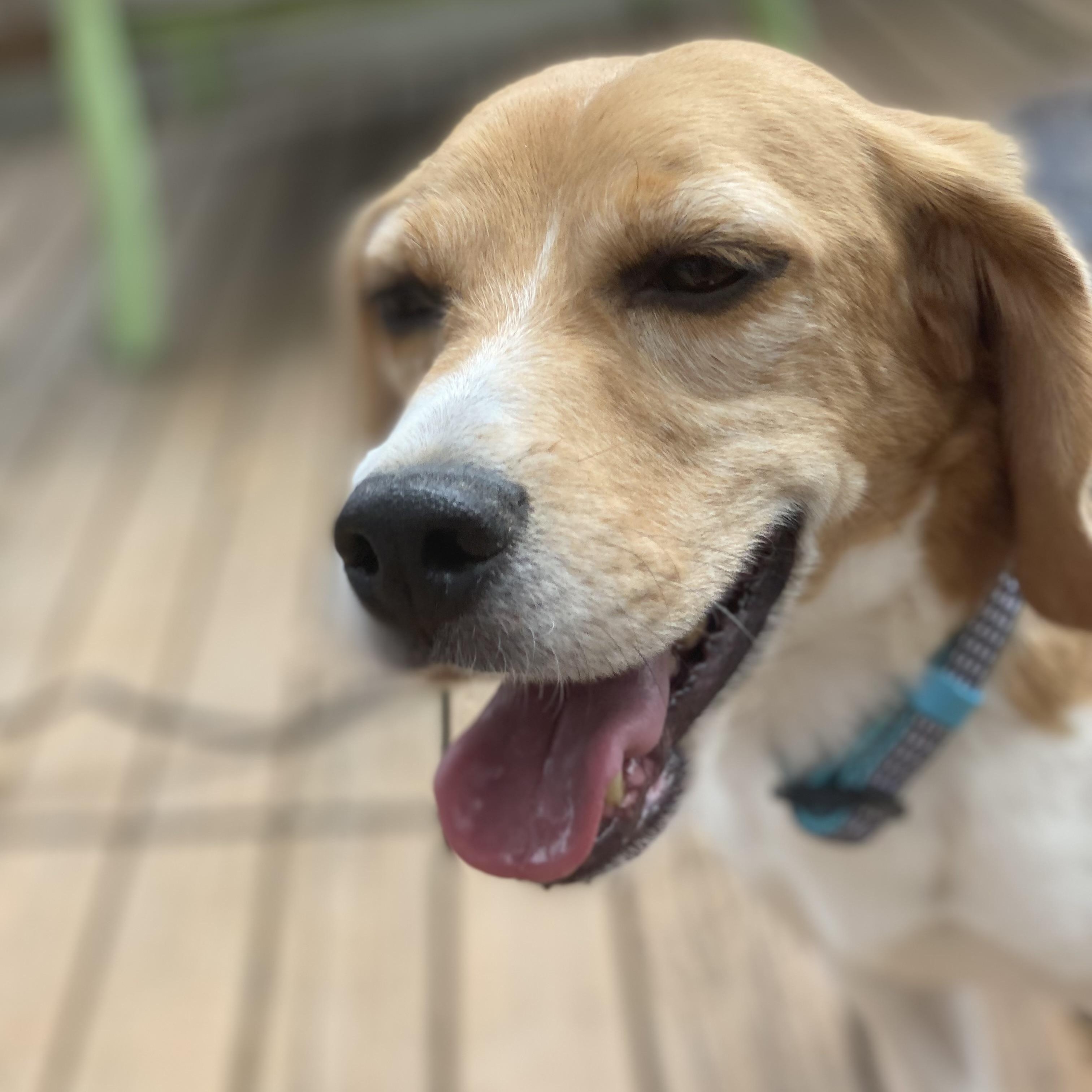 Steven, an adopted Beagle in Denver, CO image 4/6