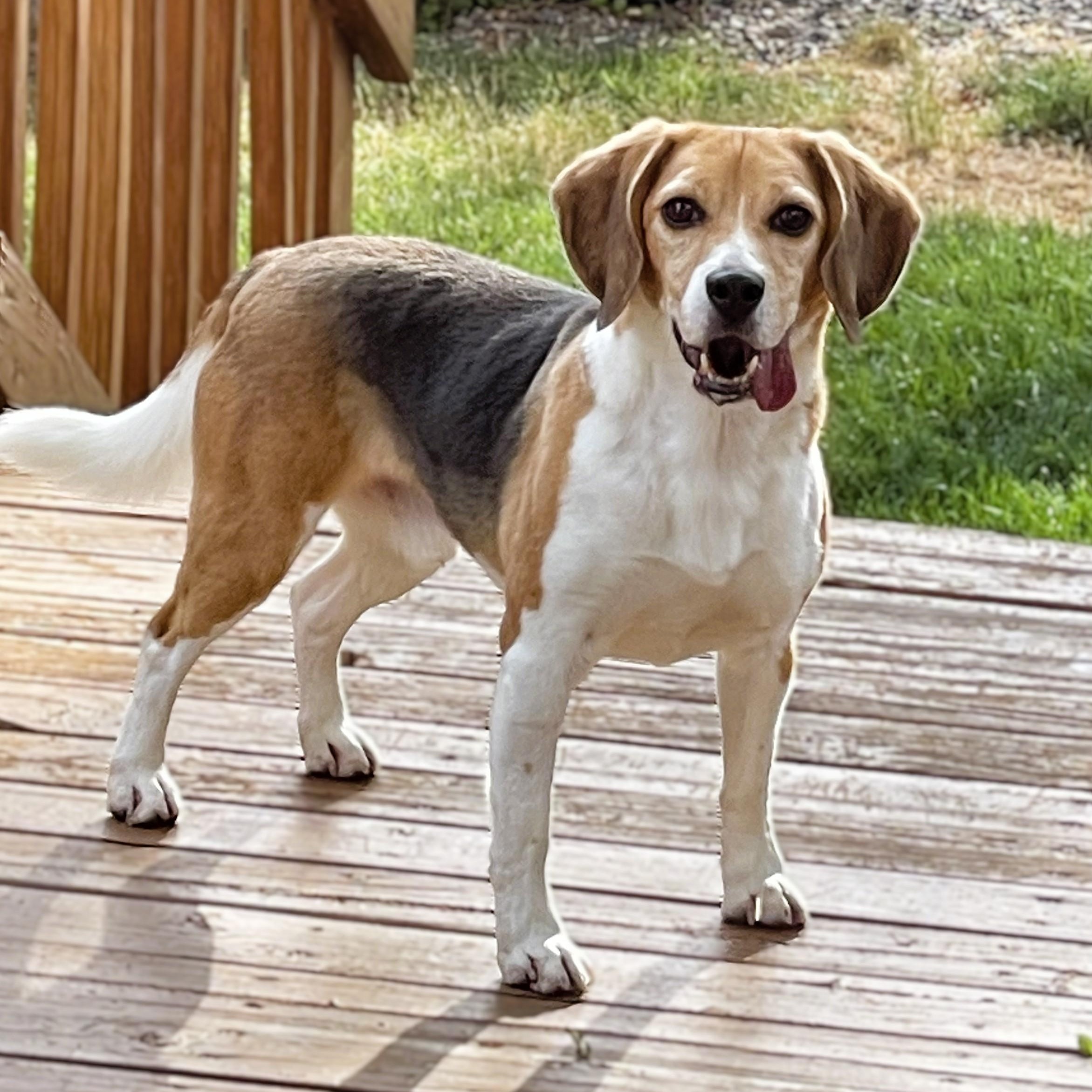 Steven, adopted, Adult Male Beagle.