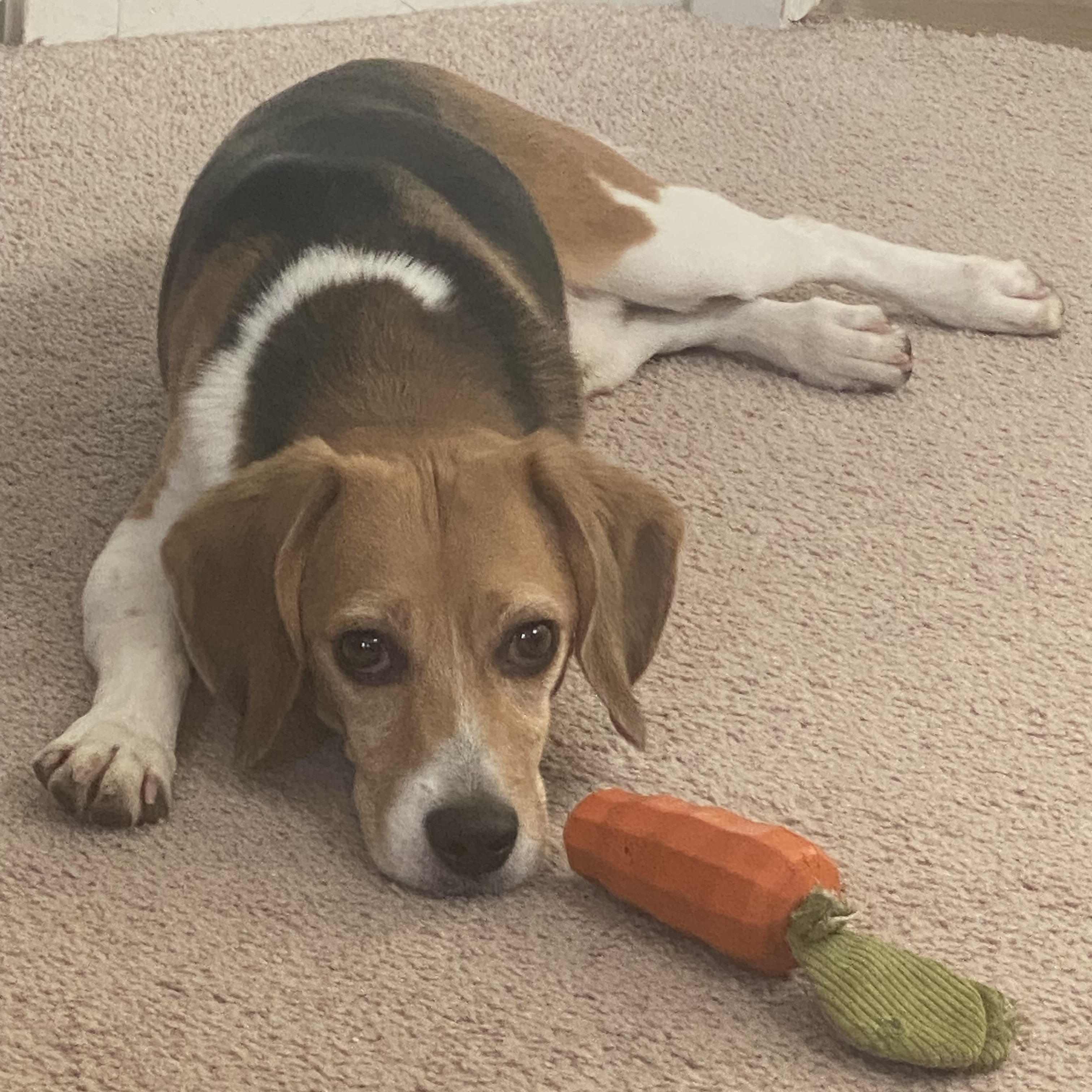 Steven, an adopted Beagle in Denver, CO image 6/6