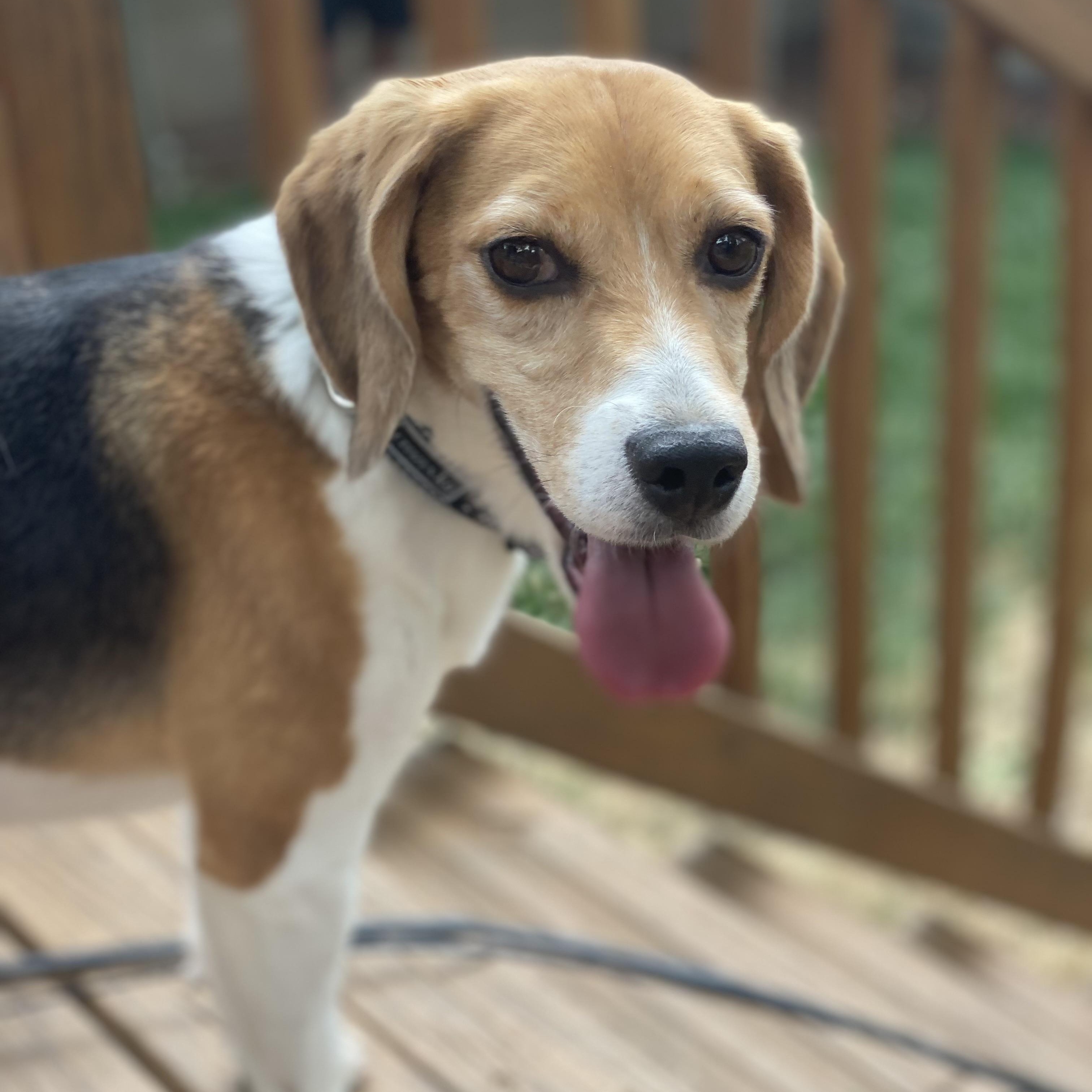 Steven, an adopted Beagle in Denver, CO image 2/6