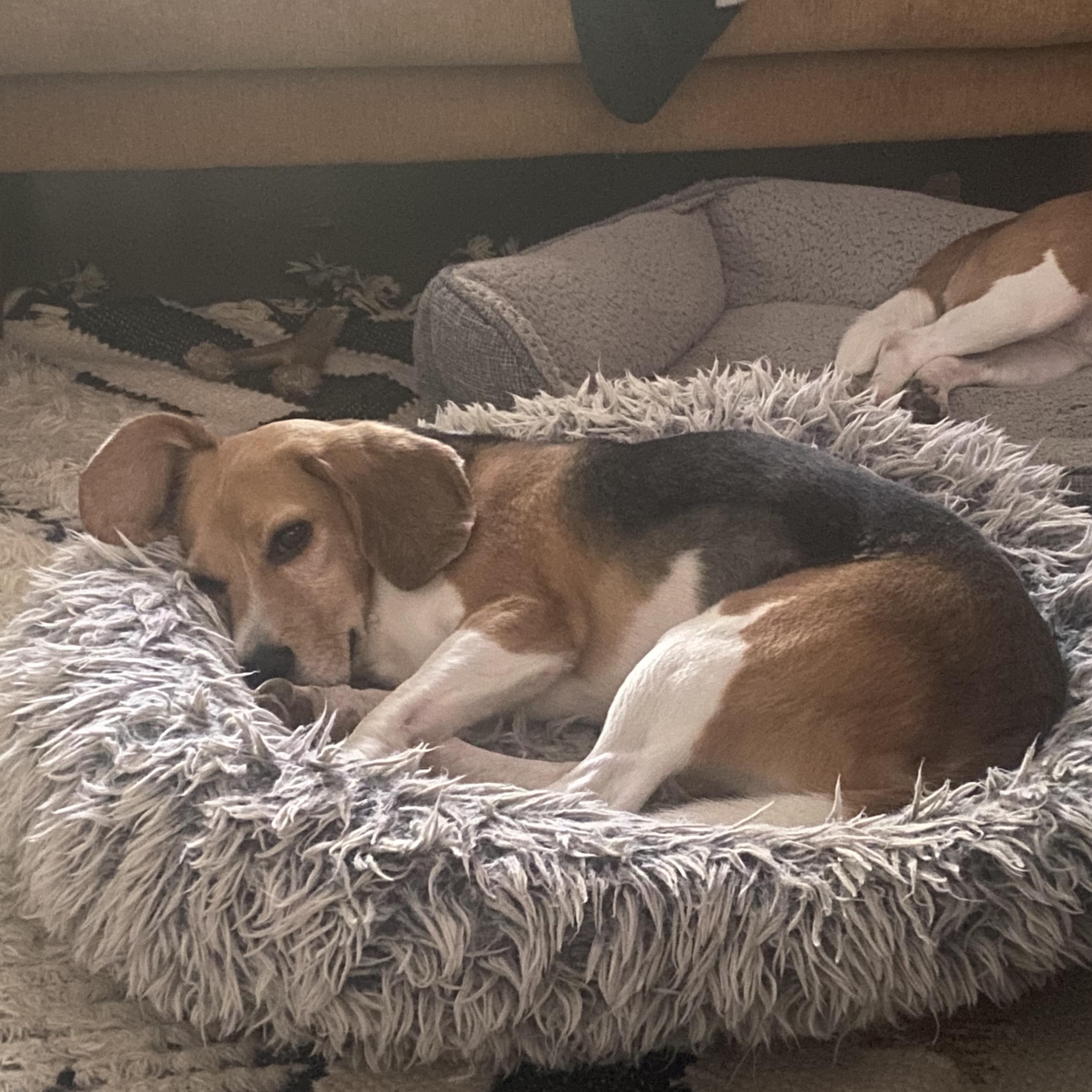 Steven, an adopted Beagle in Denver, CO image 3/6