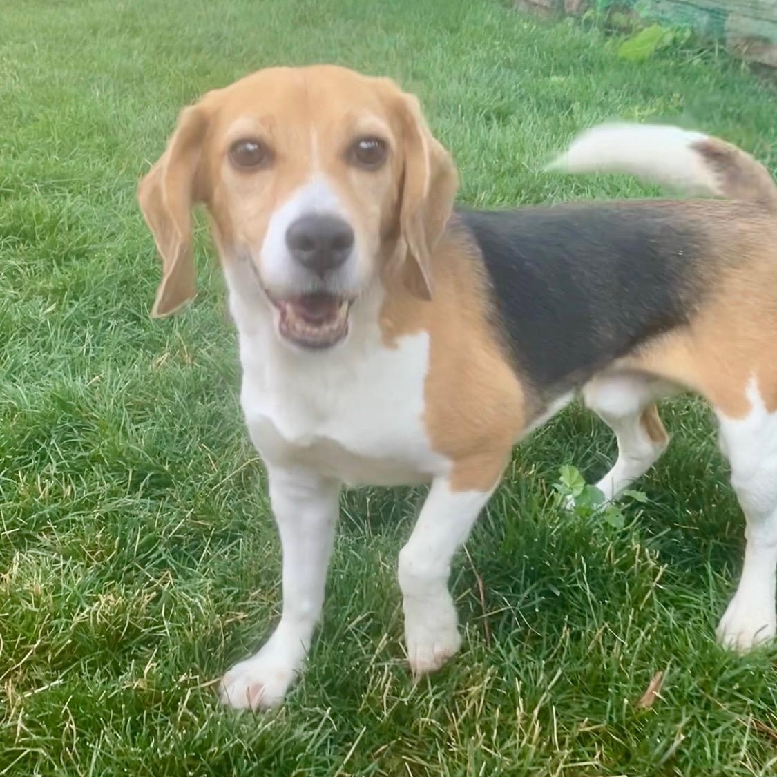 Steven, an adopted Beagle in Denver, CO image 5/6