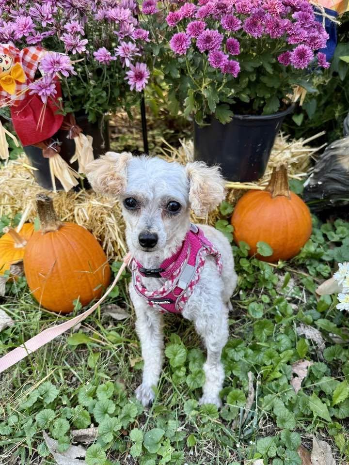 Bambi, Adoptable, Adult Female Poodle.