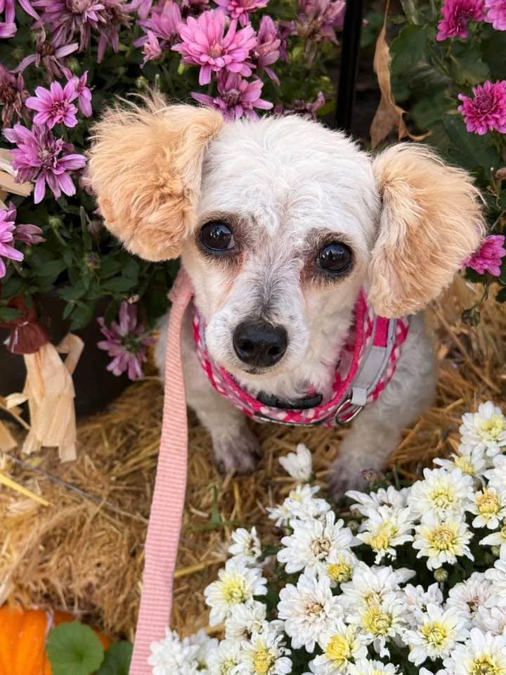 Enlarge Bambi, a Adoptable Poodle in Lee's Summit, MO image 2/3