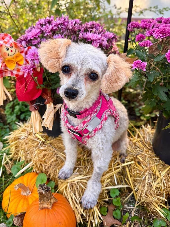 Enlarge Bambi, a Adoptable Poodle in Lee's Summit, MO image 3/3