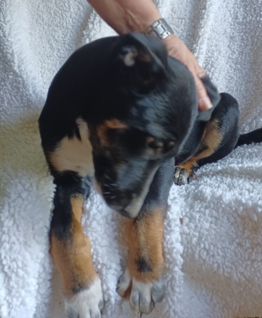 Buford, a Adoptable mixed breed in Chattanooga, TN image 1/10