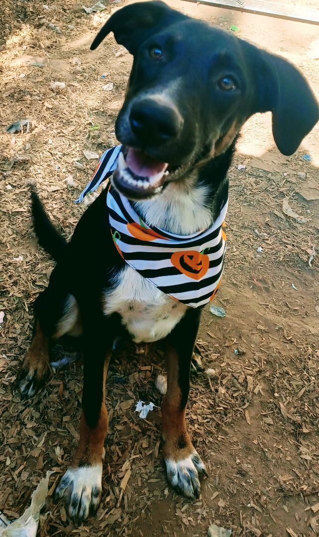 Buford, a Adoptable mixed breed in Chattanooga, TN image 2/10