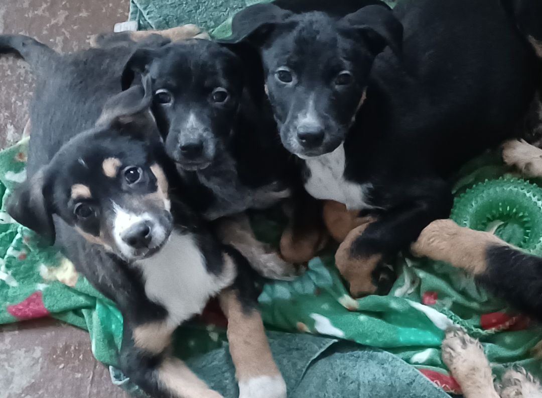 Buford, a Adoptable mixed breed in Chattanooga, TN image 3/10