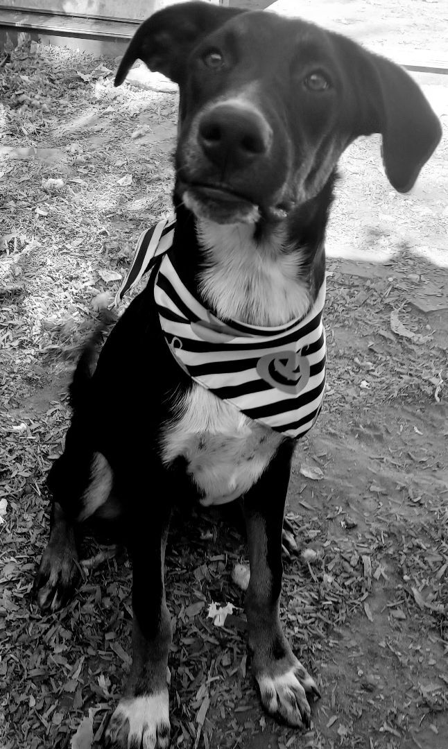 Buford, a Adoptable mixed breed in Chattanooga, TN image 4/10