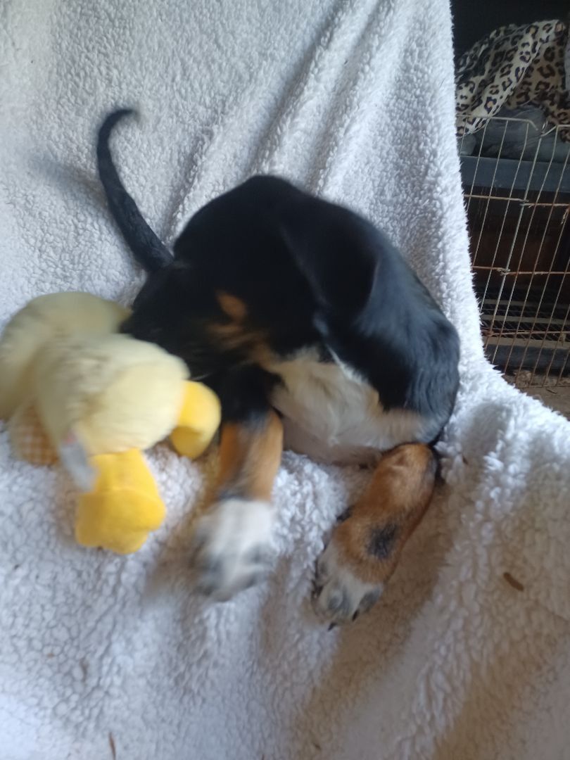 Buford, a Adoptable mixed breed in Chattanooga, TN image 5/10