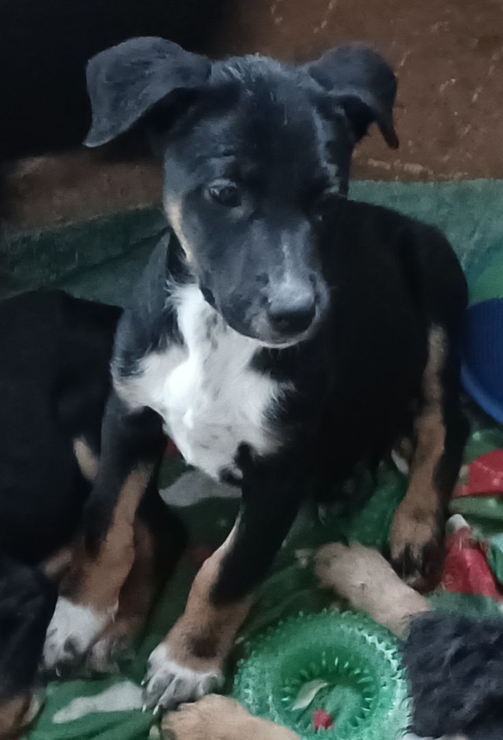 Buford, a Adoptable mixed breed in Chattanooga, TN image 6/10