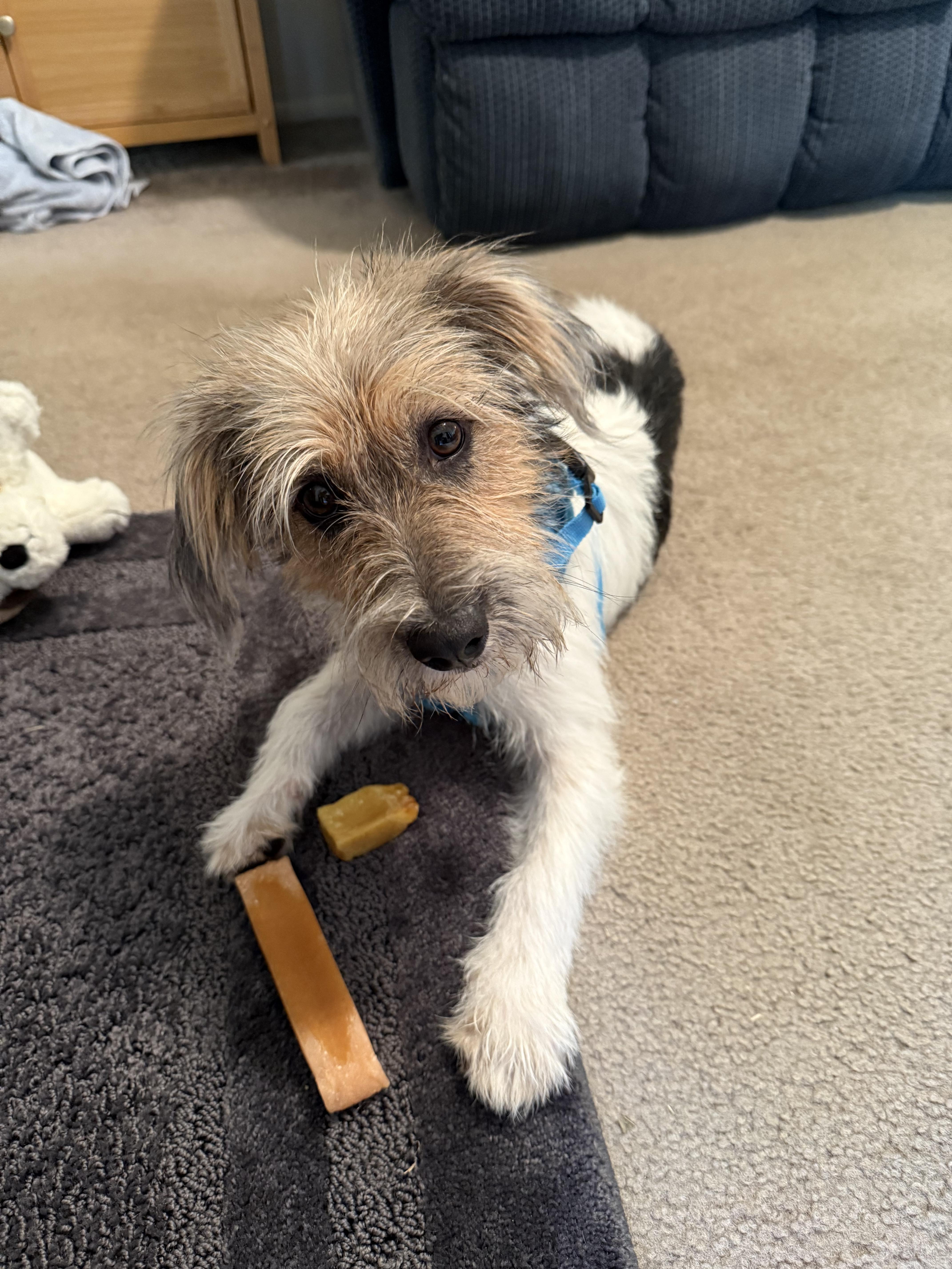 Enlarge Millie, an adopted mixed breed in Owensboro, KY image 2/5