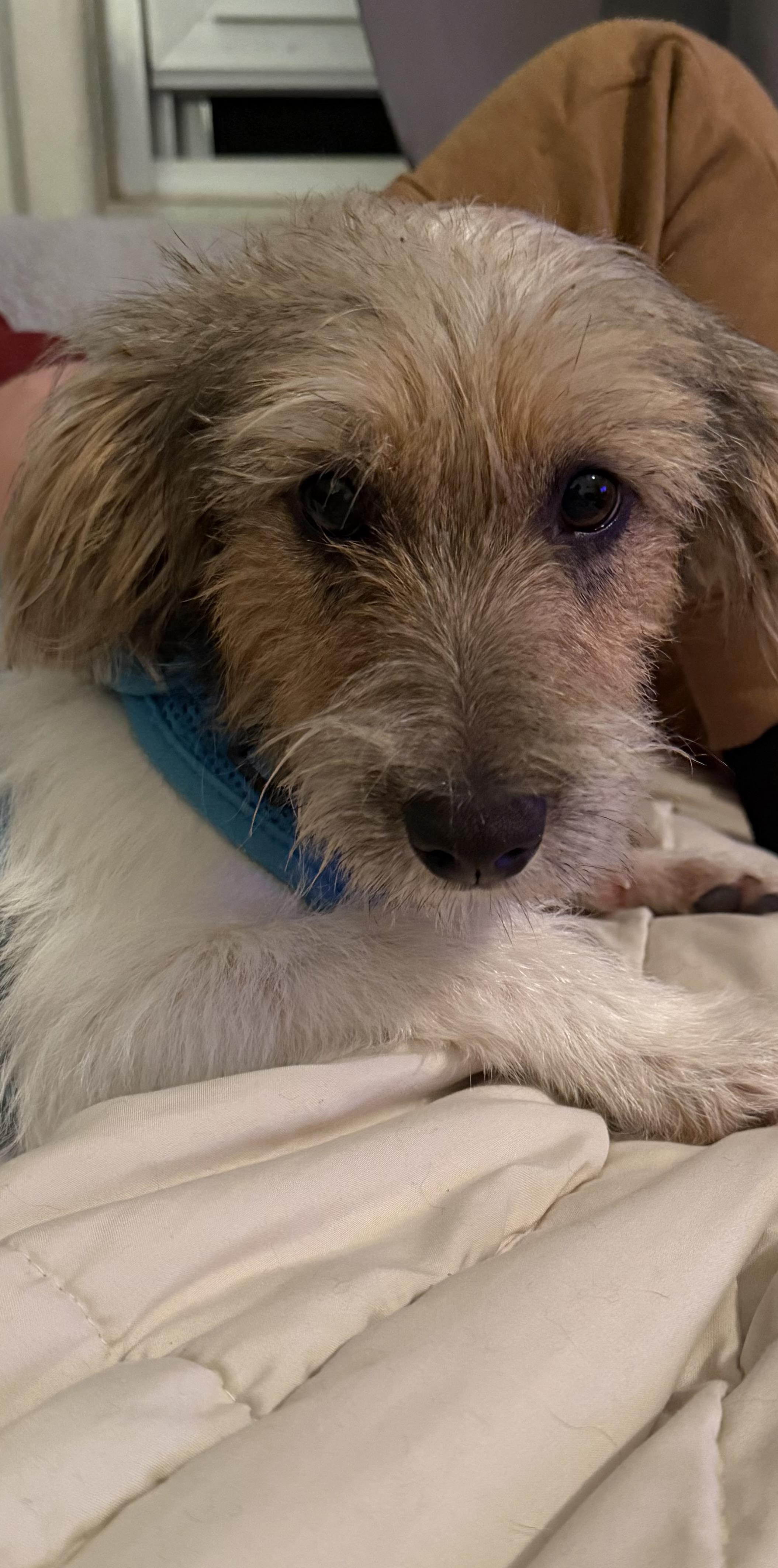 Enlarge Millie, an adopted mixed breed in Owensboro, KY image 3/5