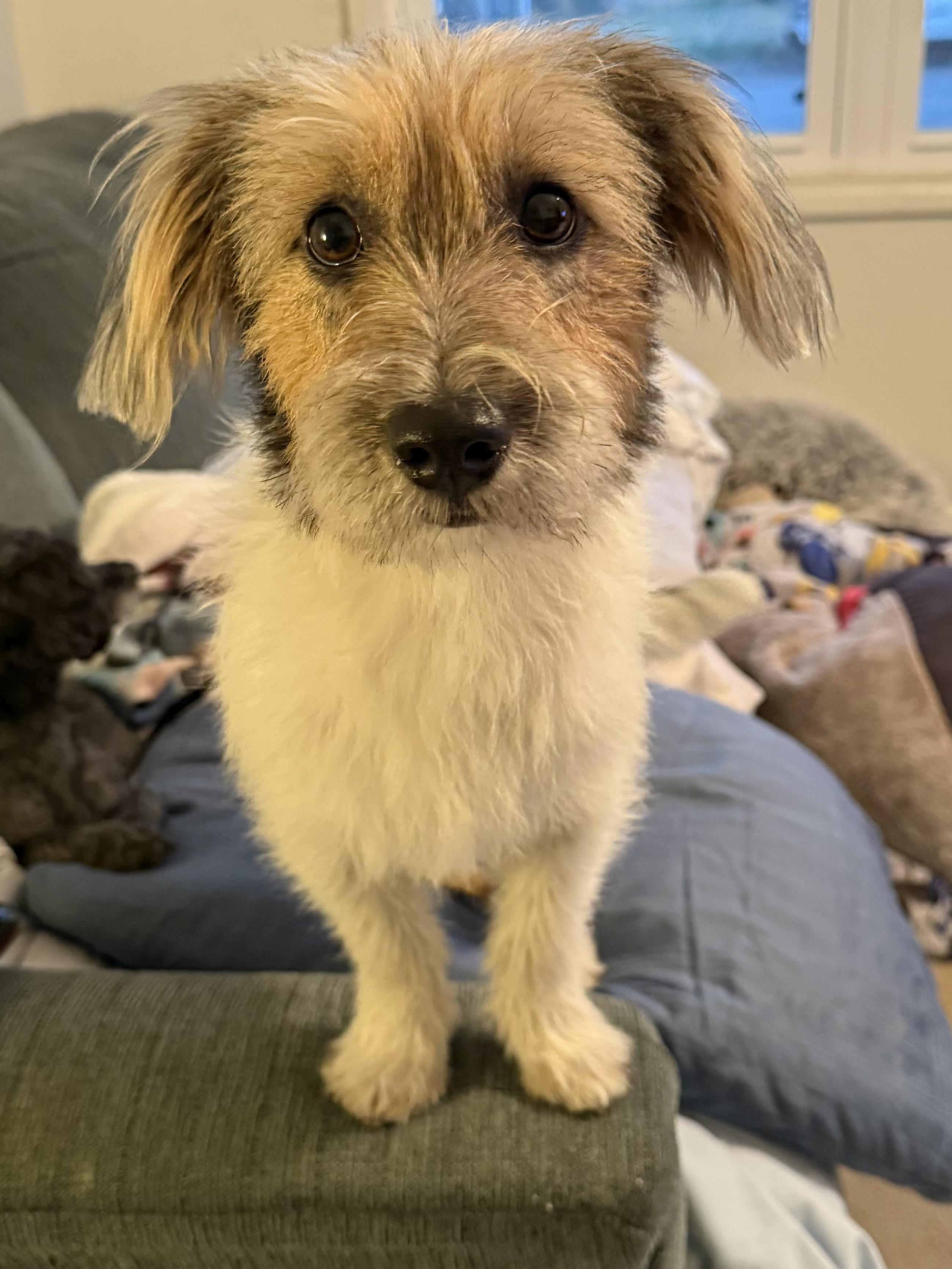 Enlarge Millie, an adopted mixed breed in Owensboro, KY image 1/5