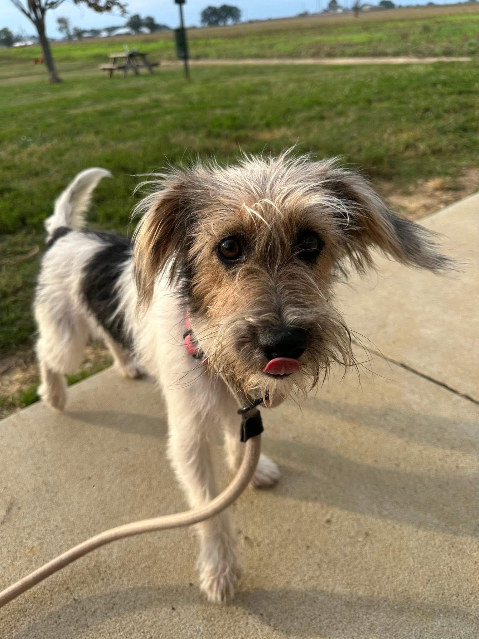 Enlarge Millie, an adopted mixed breed in Owensboro, KY image 4/5