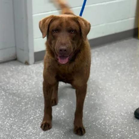 Snickers, ADOPTABLE, Young Male Labrador Retriever.